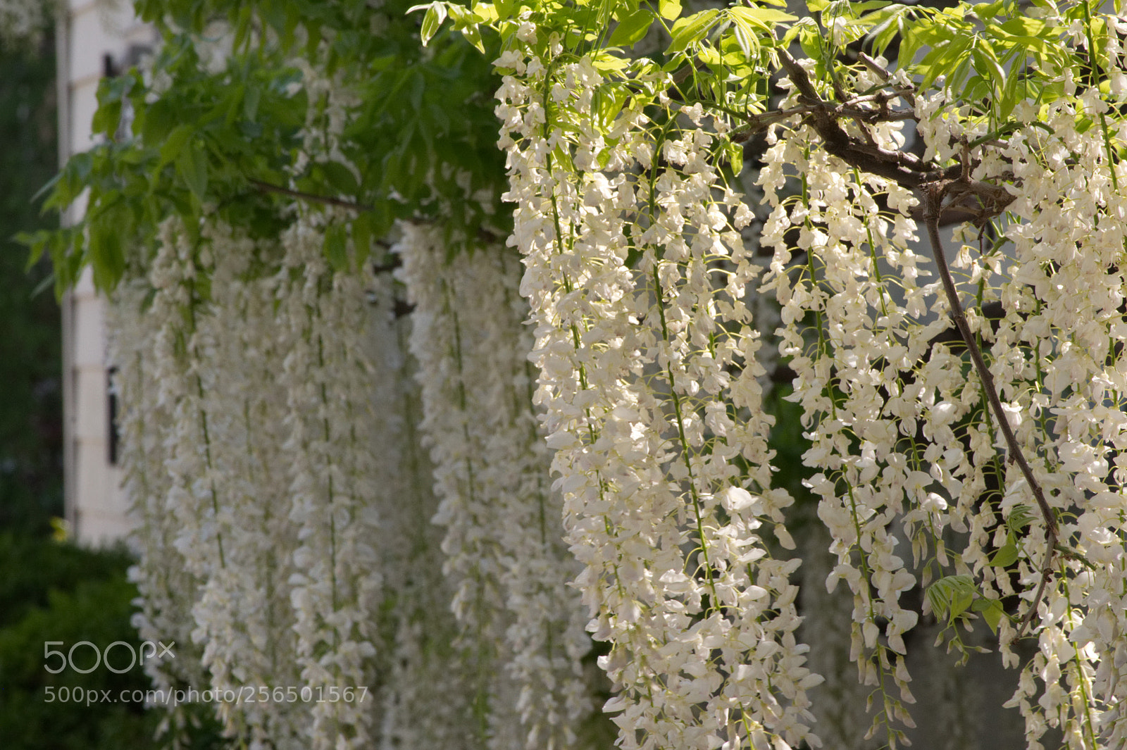 Nikon D5000 sample photo. Wisteria in alexandria photography