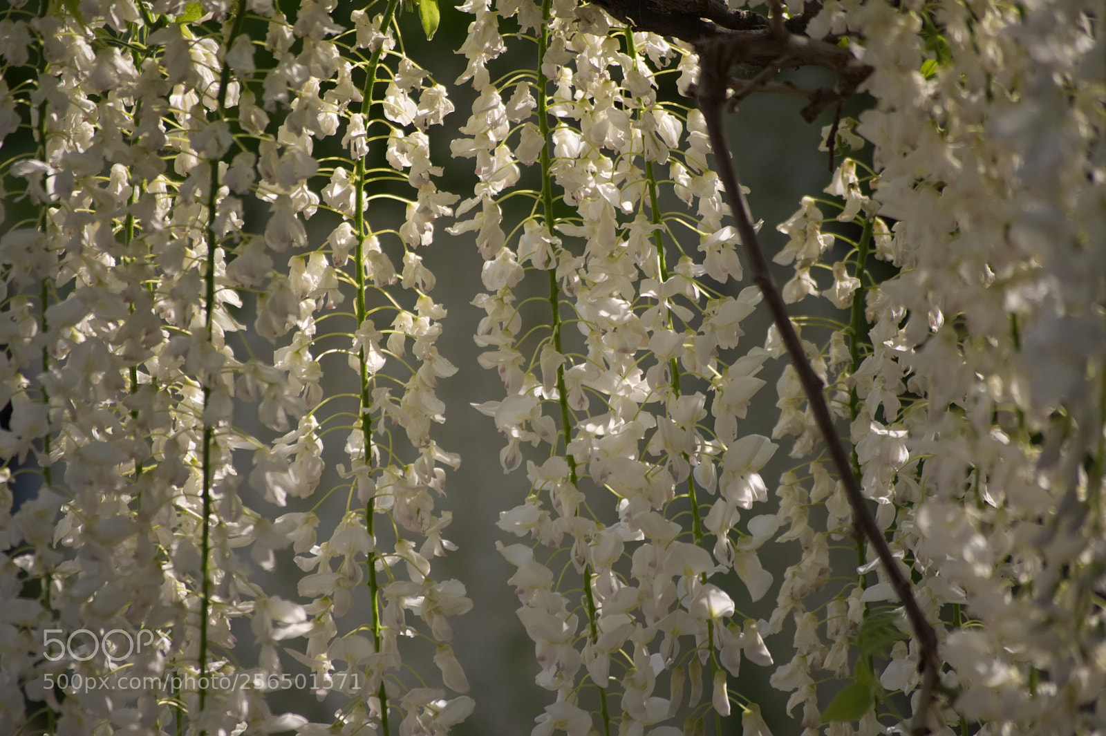 Nikon D5000 sample photo. Wisteria in alexandria photography