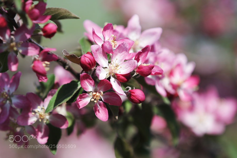 Canon EOS 7D sample photo. The apple blossomed photography