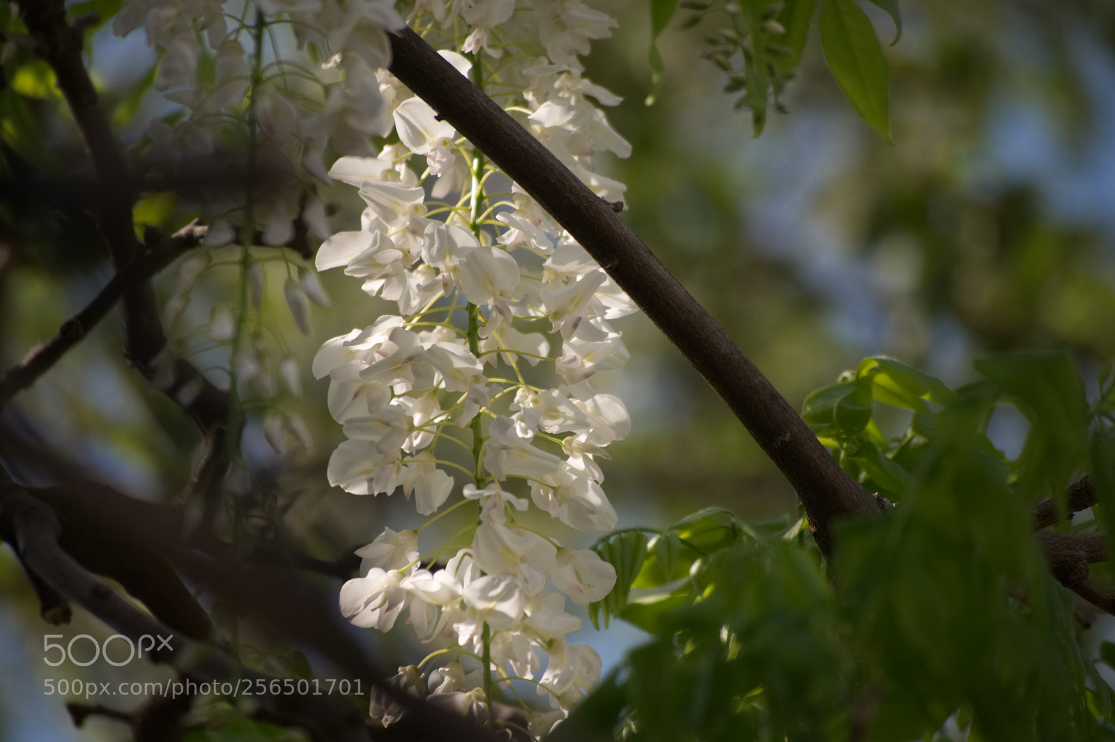 Nikon D5000 sample photo. Wisteria in alexandria photography