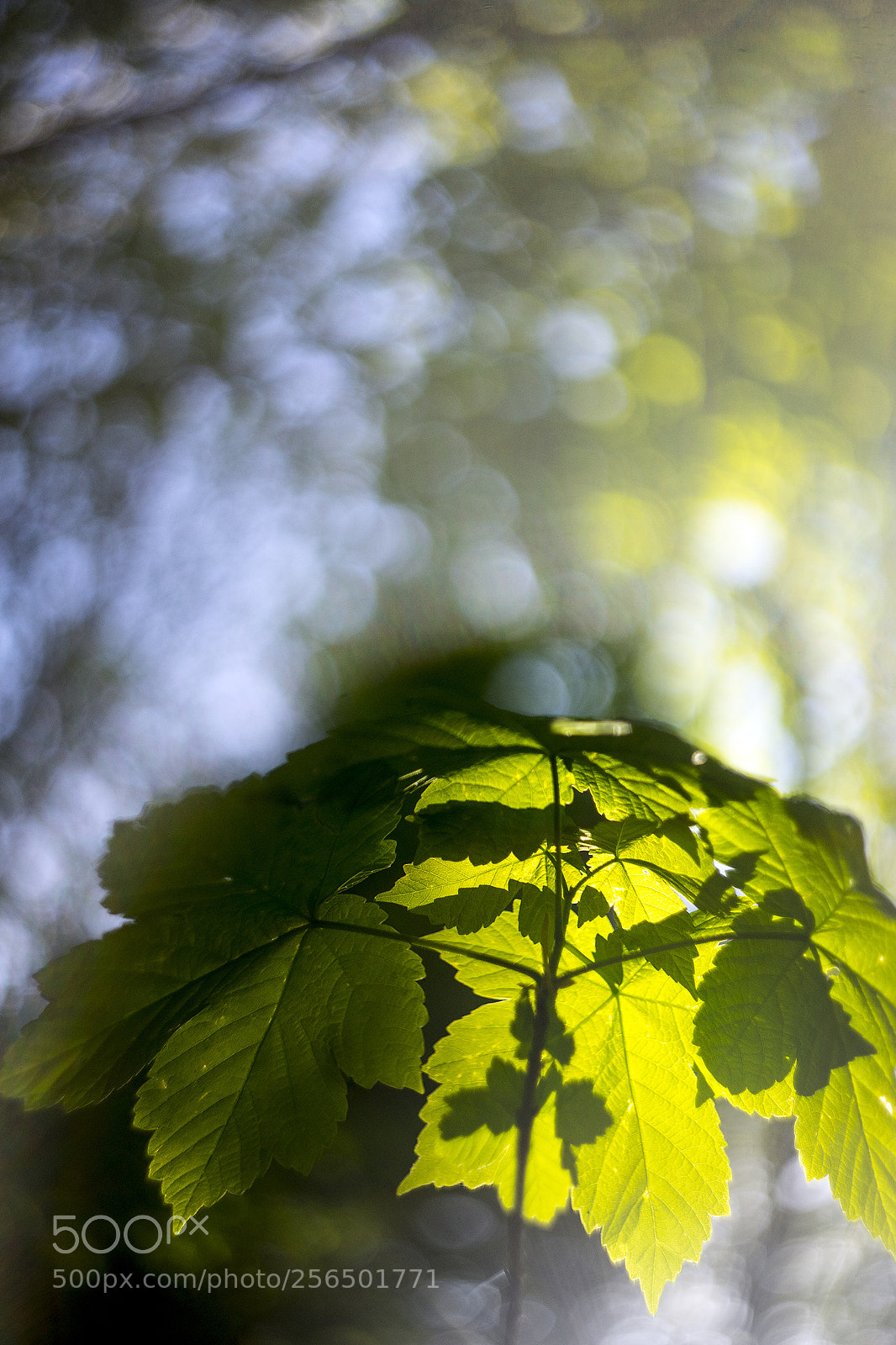 Sony a7 sample photo. Shadows photography