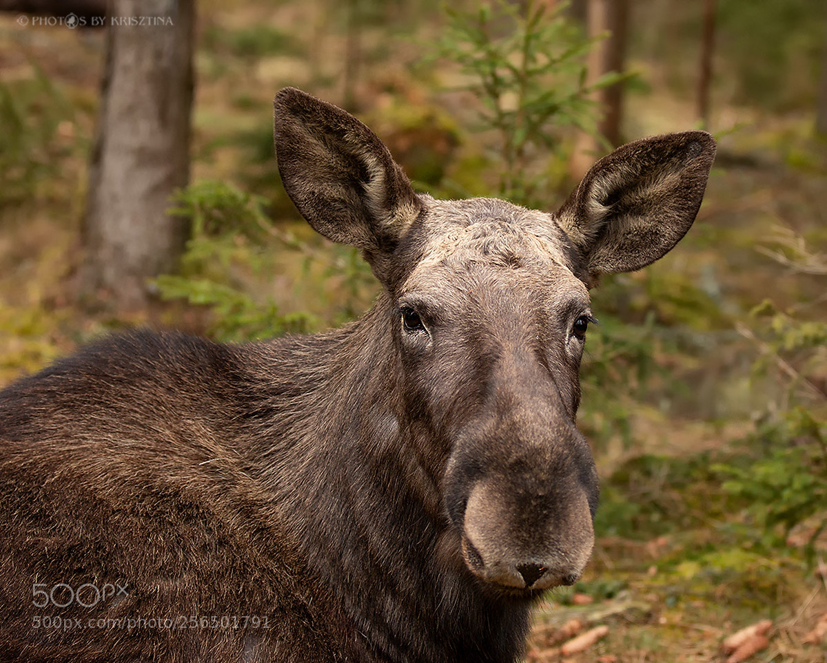 Canon EOS 70D sample photo. Moose portrait photography