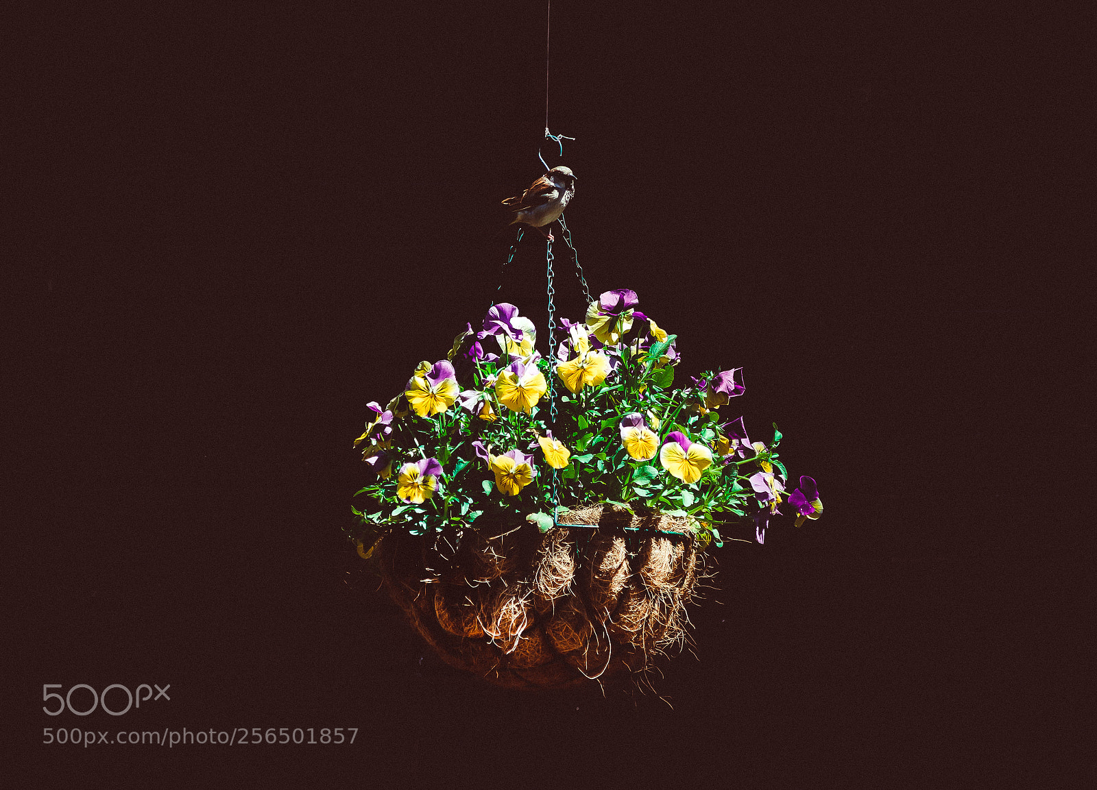 Canon EOS 70D sample photo. Basket of roses photography