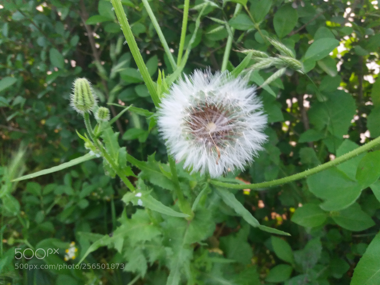 Samsung Galaxy J5(2016) sample photo. Les plumes photography