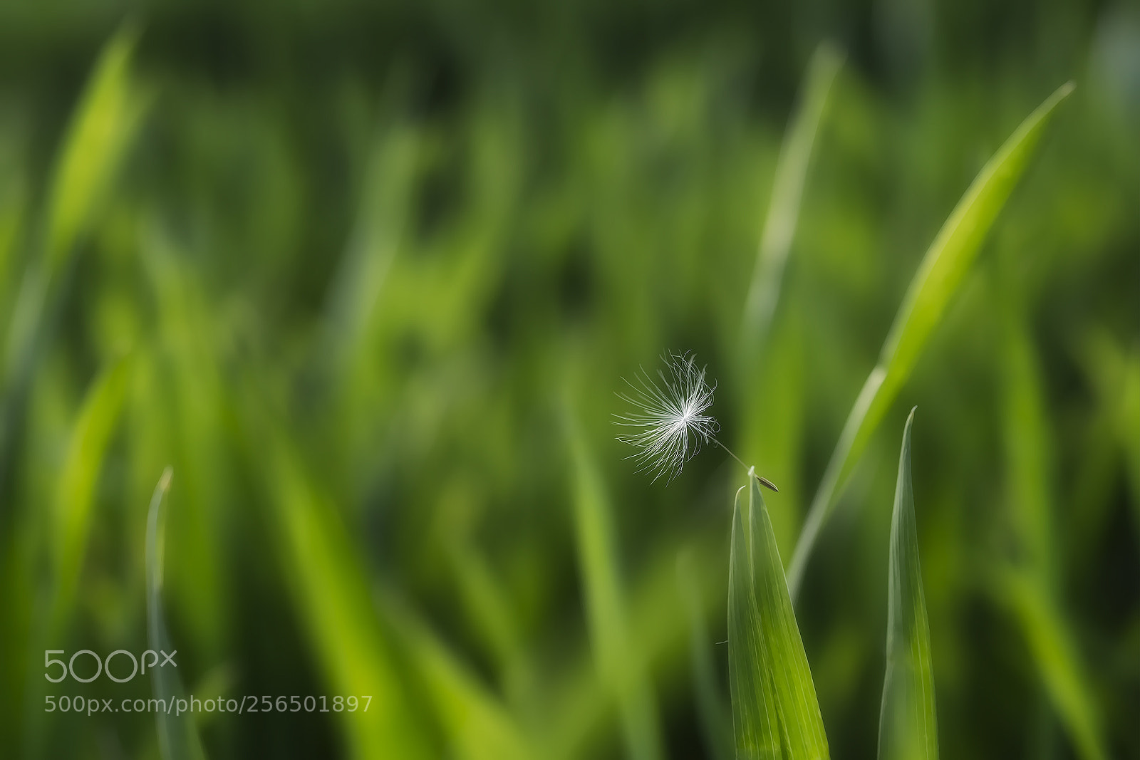 Nikon D810 sample photo. One photography