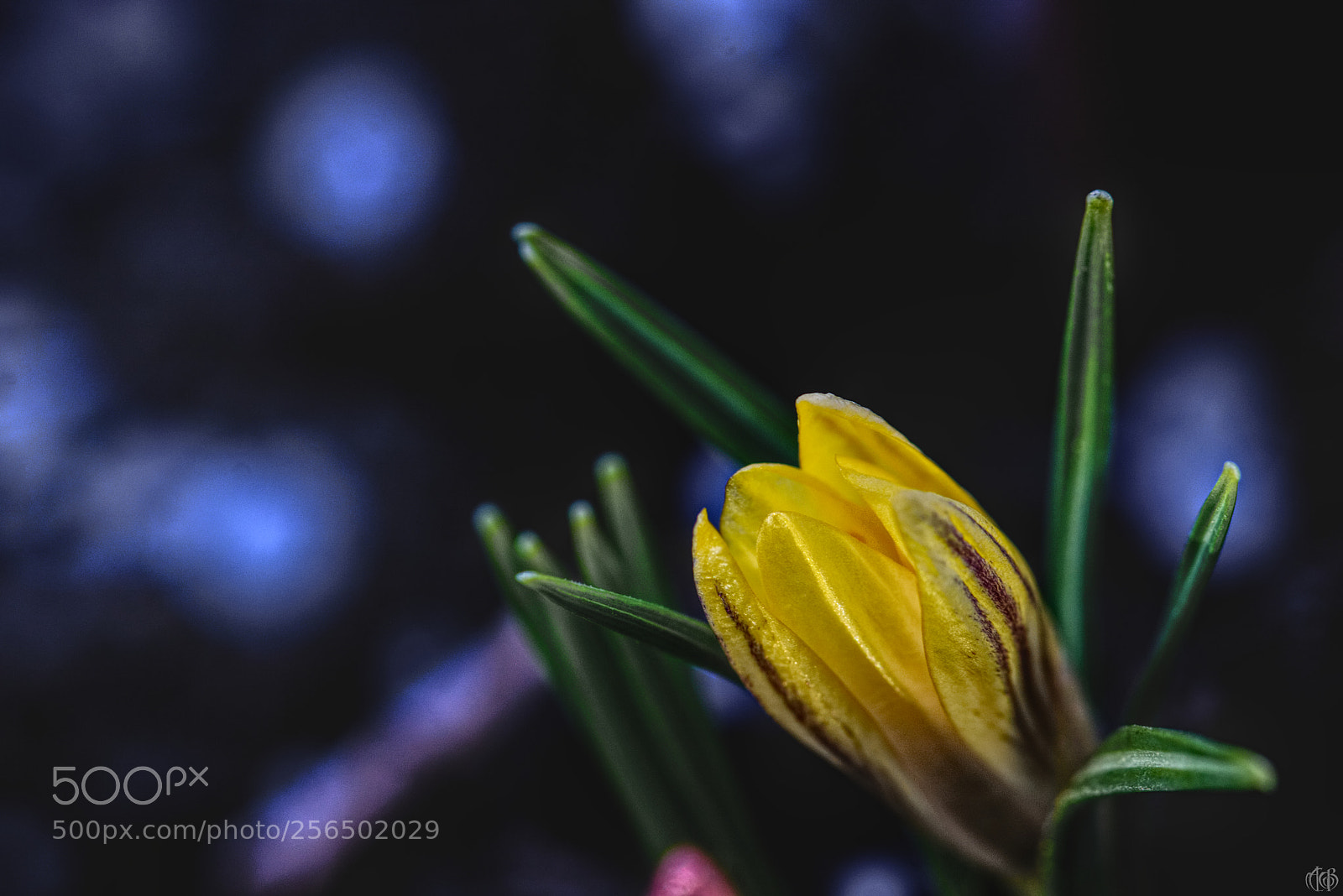 Canon EOS 750D (EOS Rebel T6i / EOS Kiss X8i) sample photo. Crocus chrysanthus 'dorothy' ii photography