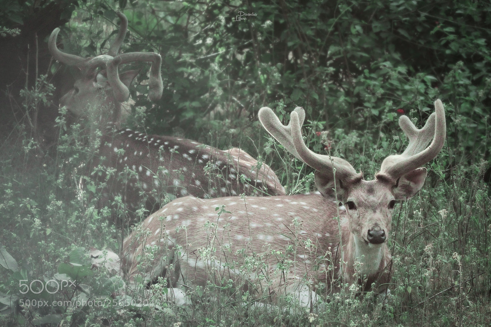 Canon EOS 1200D (EOS Rebel T5 / EOS Kiss X70 / EOS Hi) sample photo. Spotted deer (cheetal)
 photography