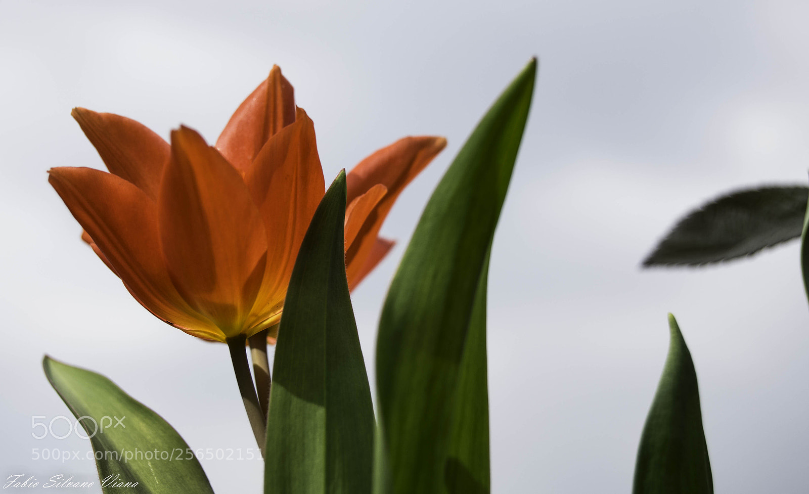 Nikon D3100 sample photo. Tulip photography