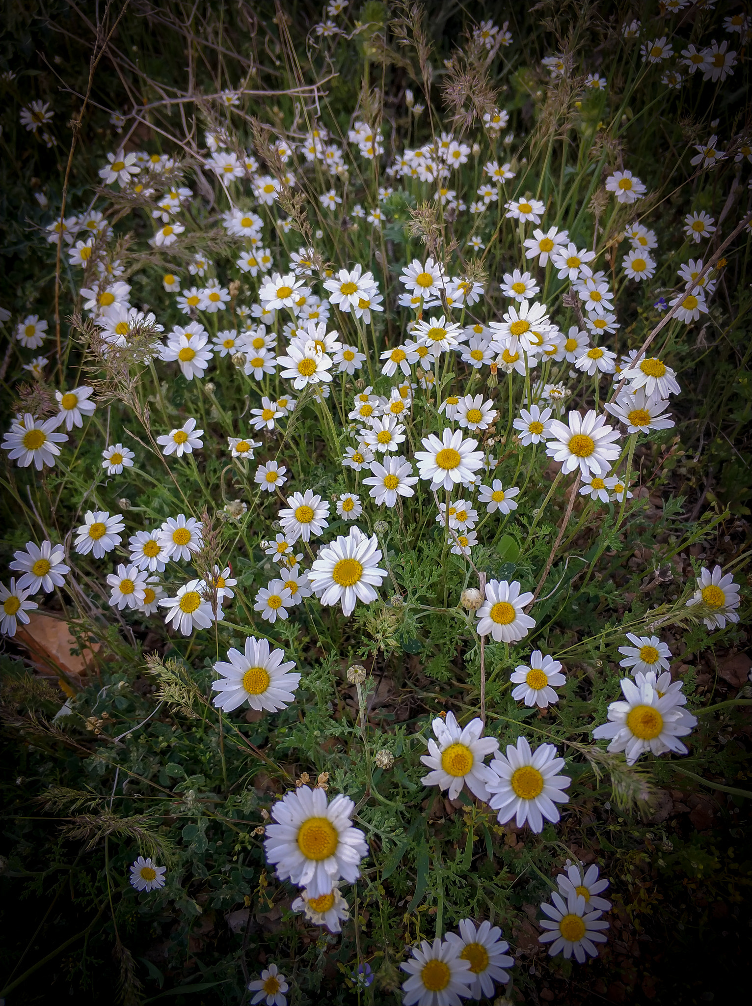 Xiaomi Mi Note 3 sample photo