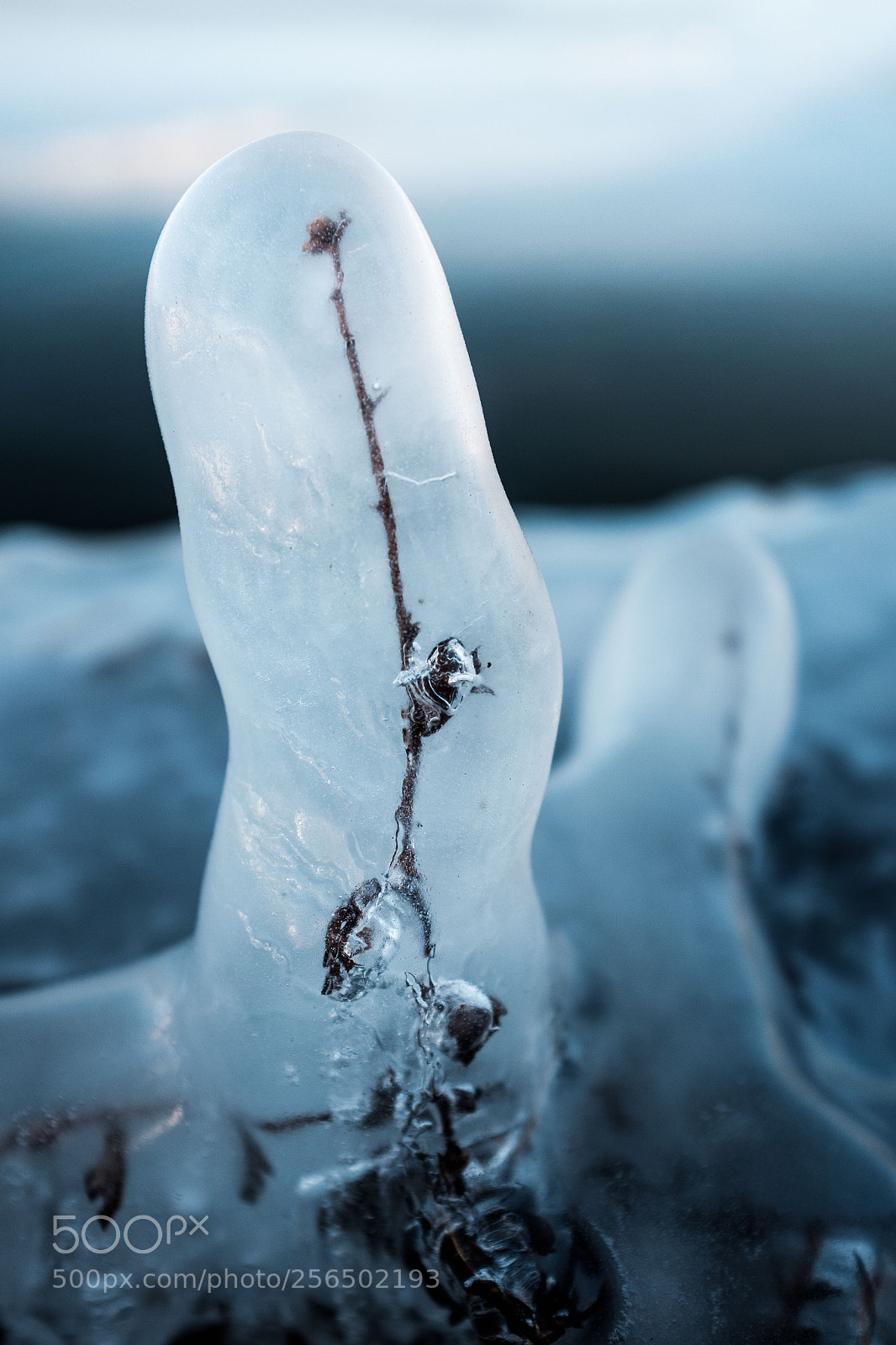 Fujifilm X100T sample photo. The frozen ones photography