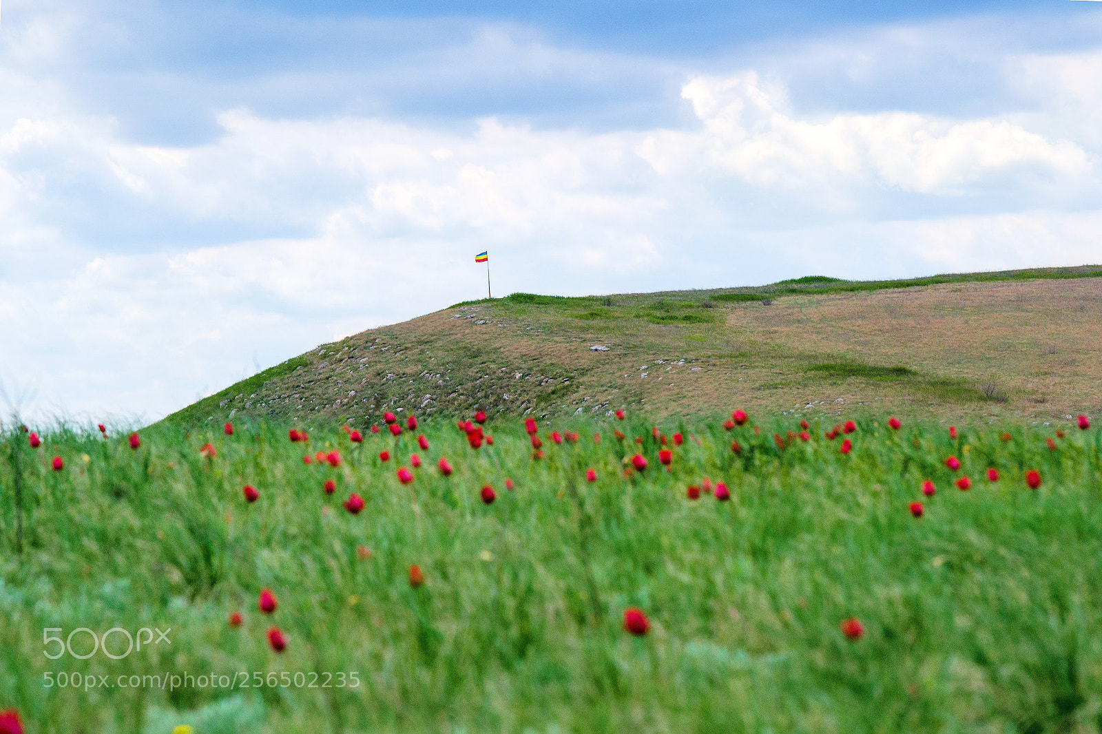 Nikon D3100 sample photo. как смарт объект photography