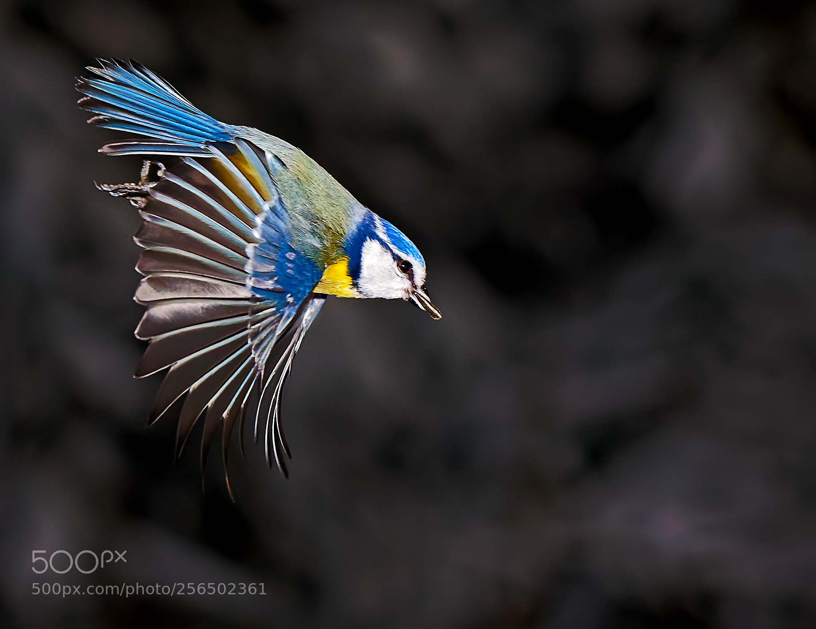 Canon EOS 5D Mark IV sample photo. In flight photography