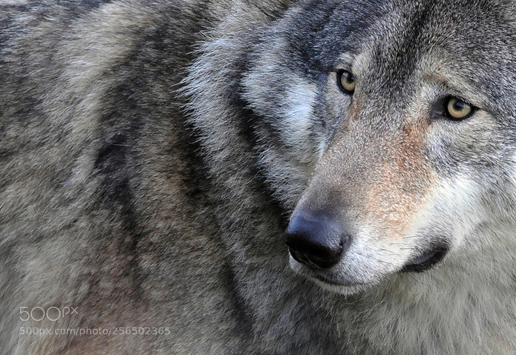 Nikon D300 sample photo. Wolf photography