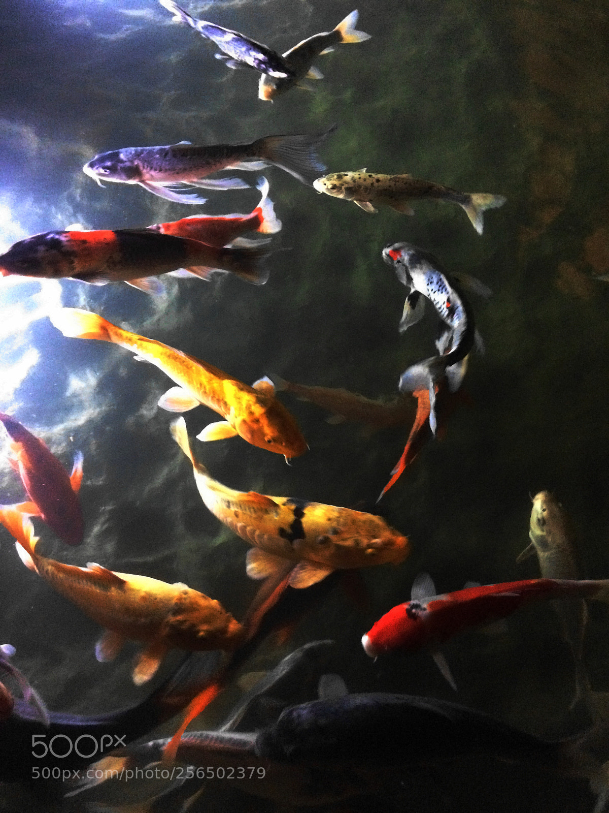 Apple iPhone 5s sample photo. Carp fish photography