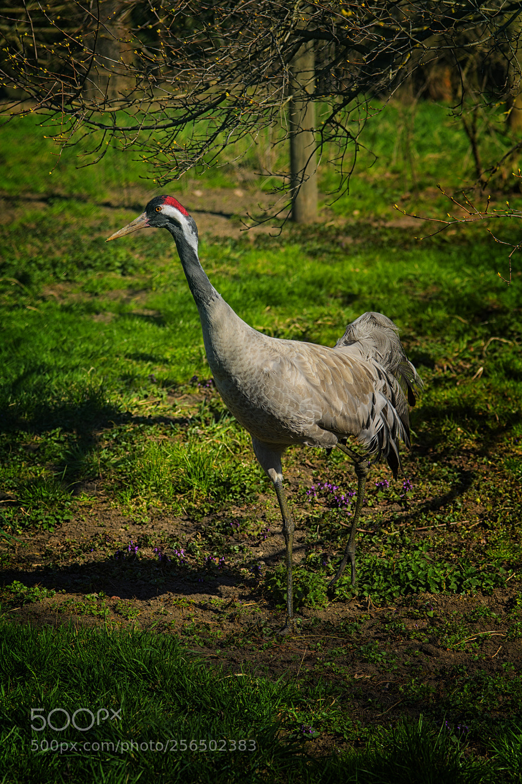 Nikon D7100 sample photo. Jeřáb popelavý photography
