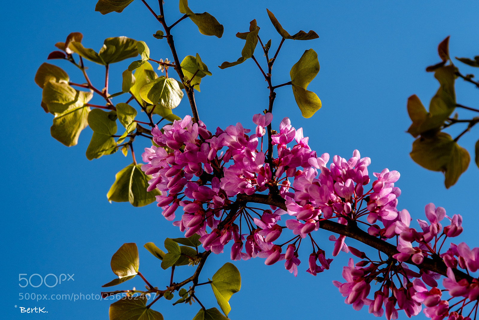 Nikon D500 sample photo. Pink photography
