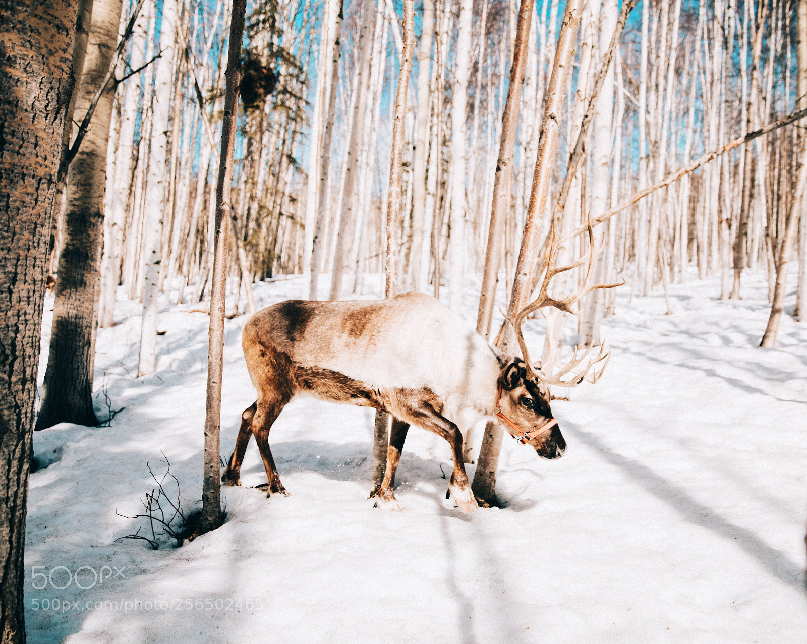 Canon EOS 5D Mark IV sample photo. Fairbanks, alaska photography