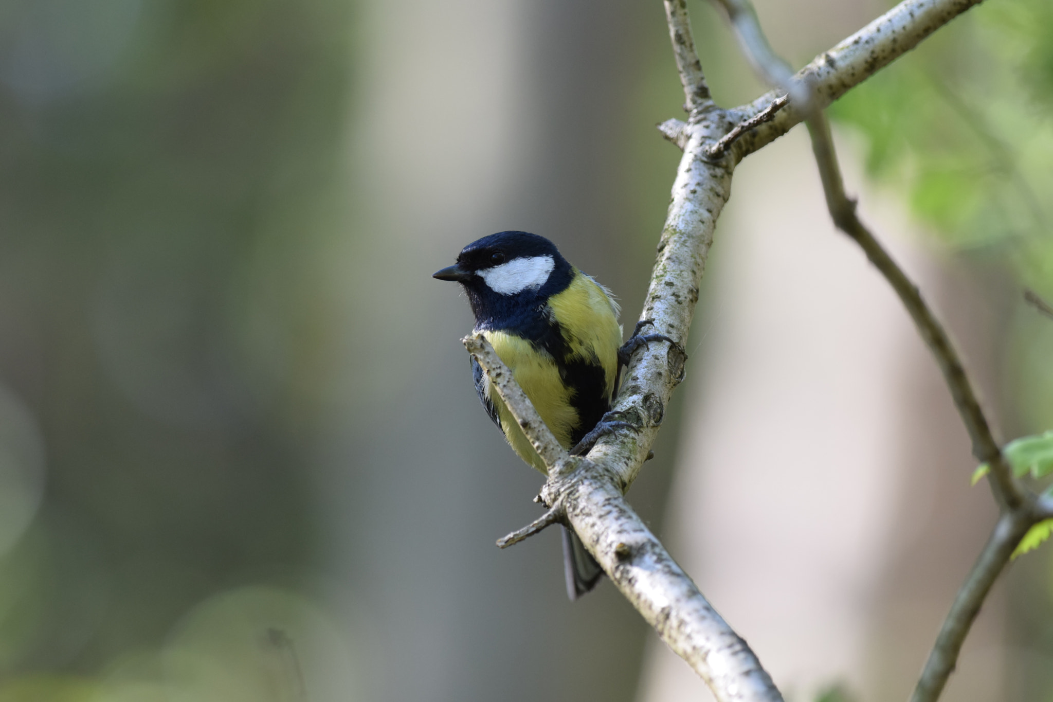 Nikon AF-S Nikkor 300mm F4D ED-IF sample photo. Great tit. (parus major) photography