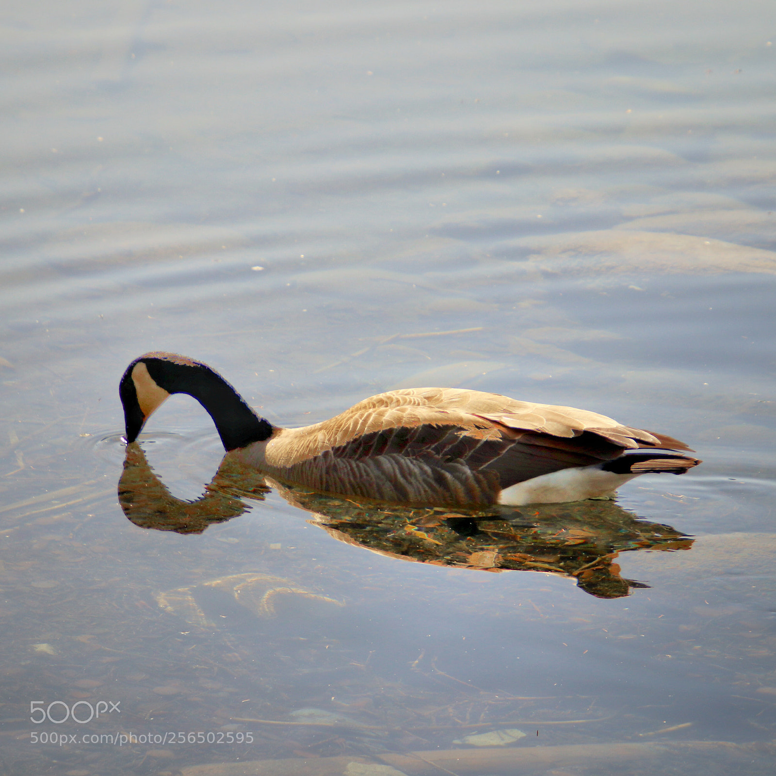 Canon EOS 800D (EOS Rebel T7i / EOS Kiss X9i) sample photo. Canada goose.  photography