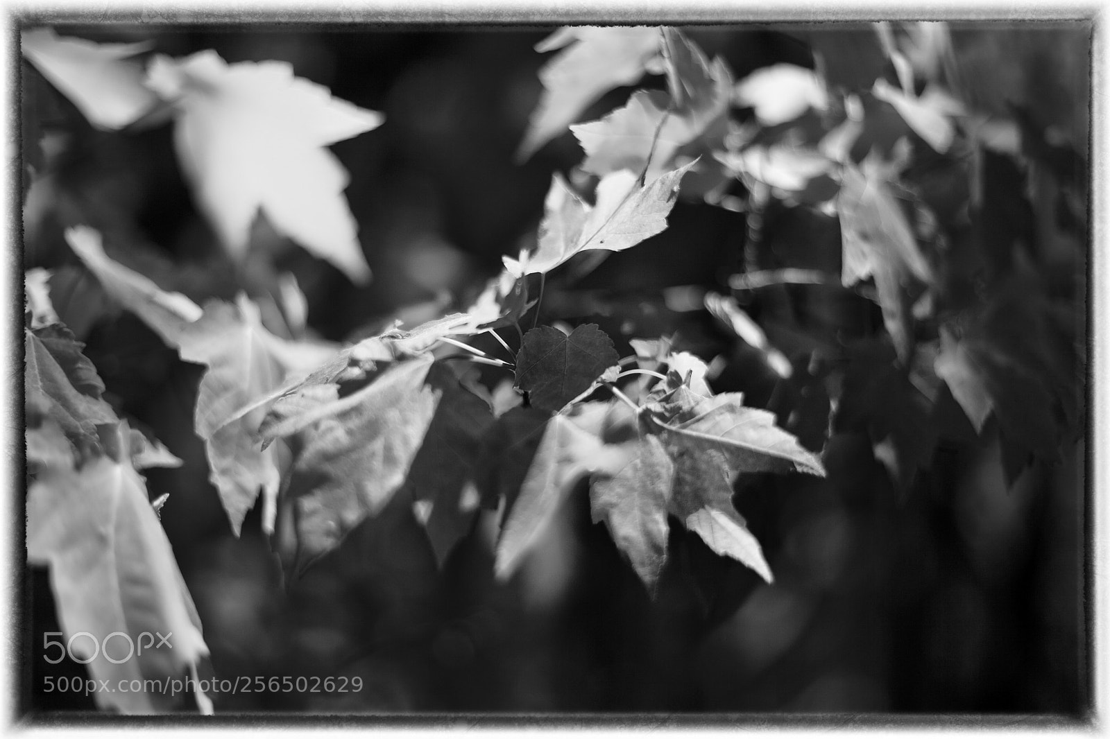 Canon EOS 5D Mark II sample photo. Leaf portrait photography