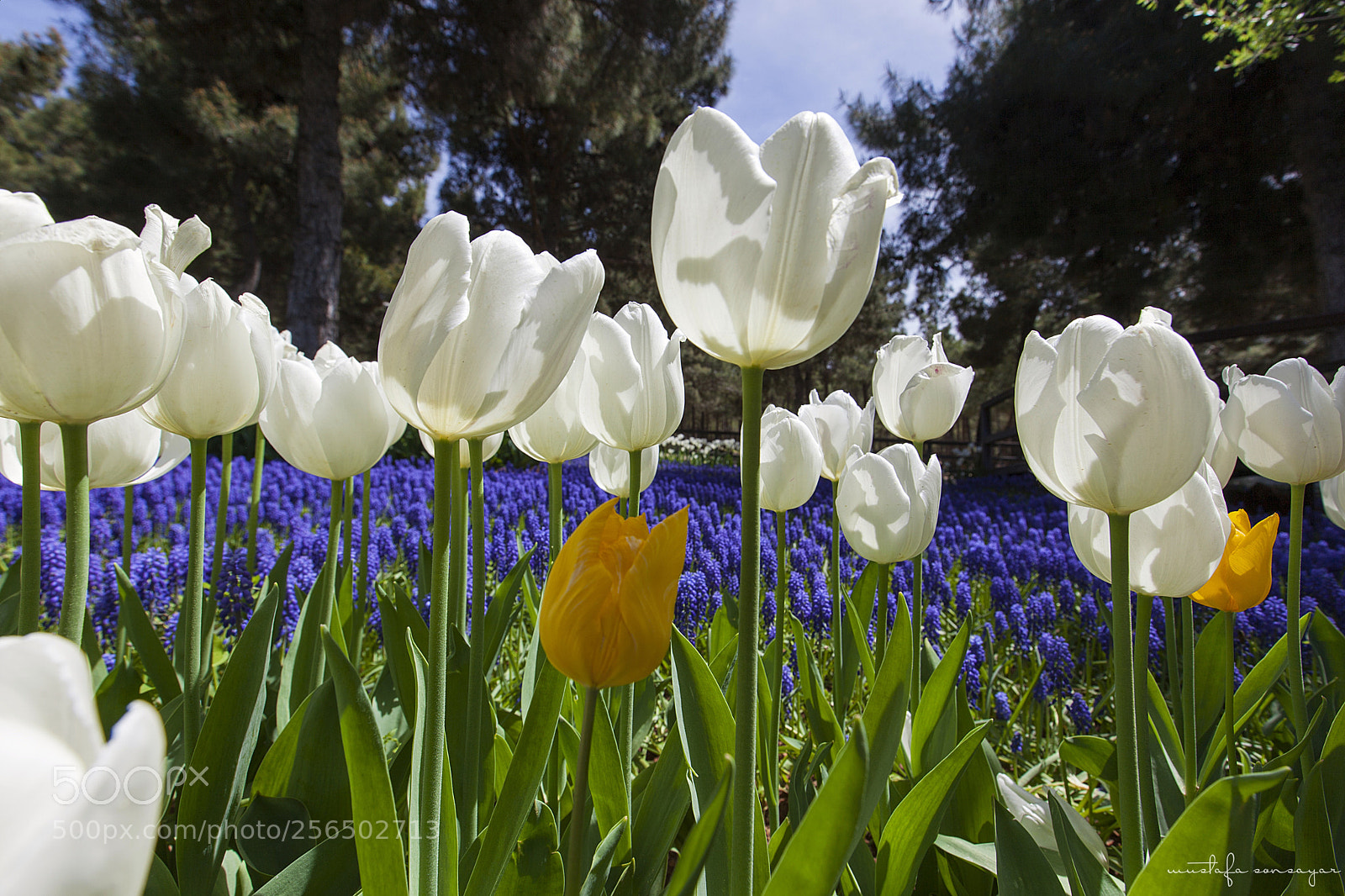 Canon EOS 5D Mark II sample photo. Biyolojik g let photography