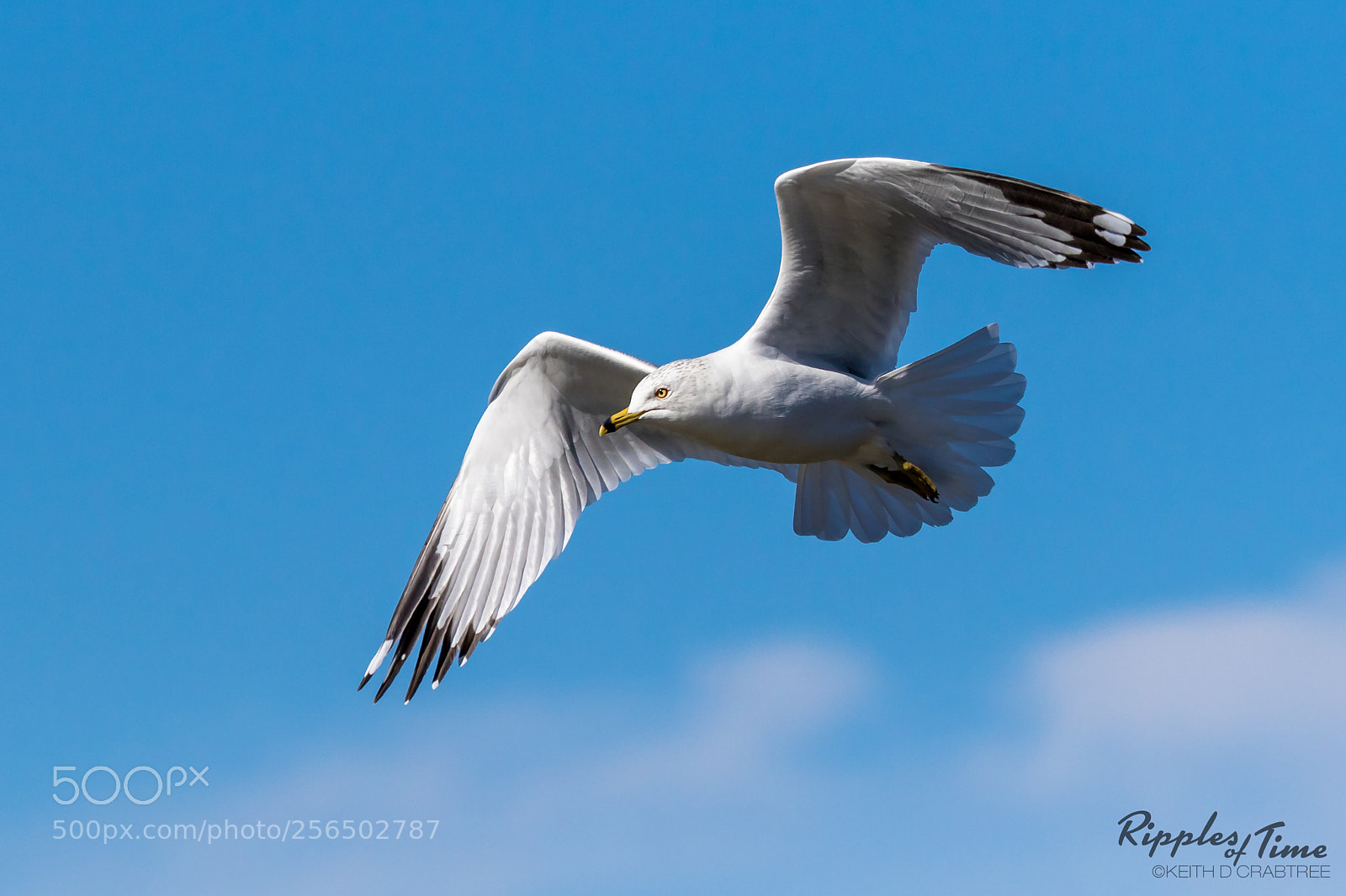 Canon EOS 7D Mark II sample photo. Gull at the park photography