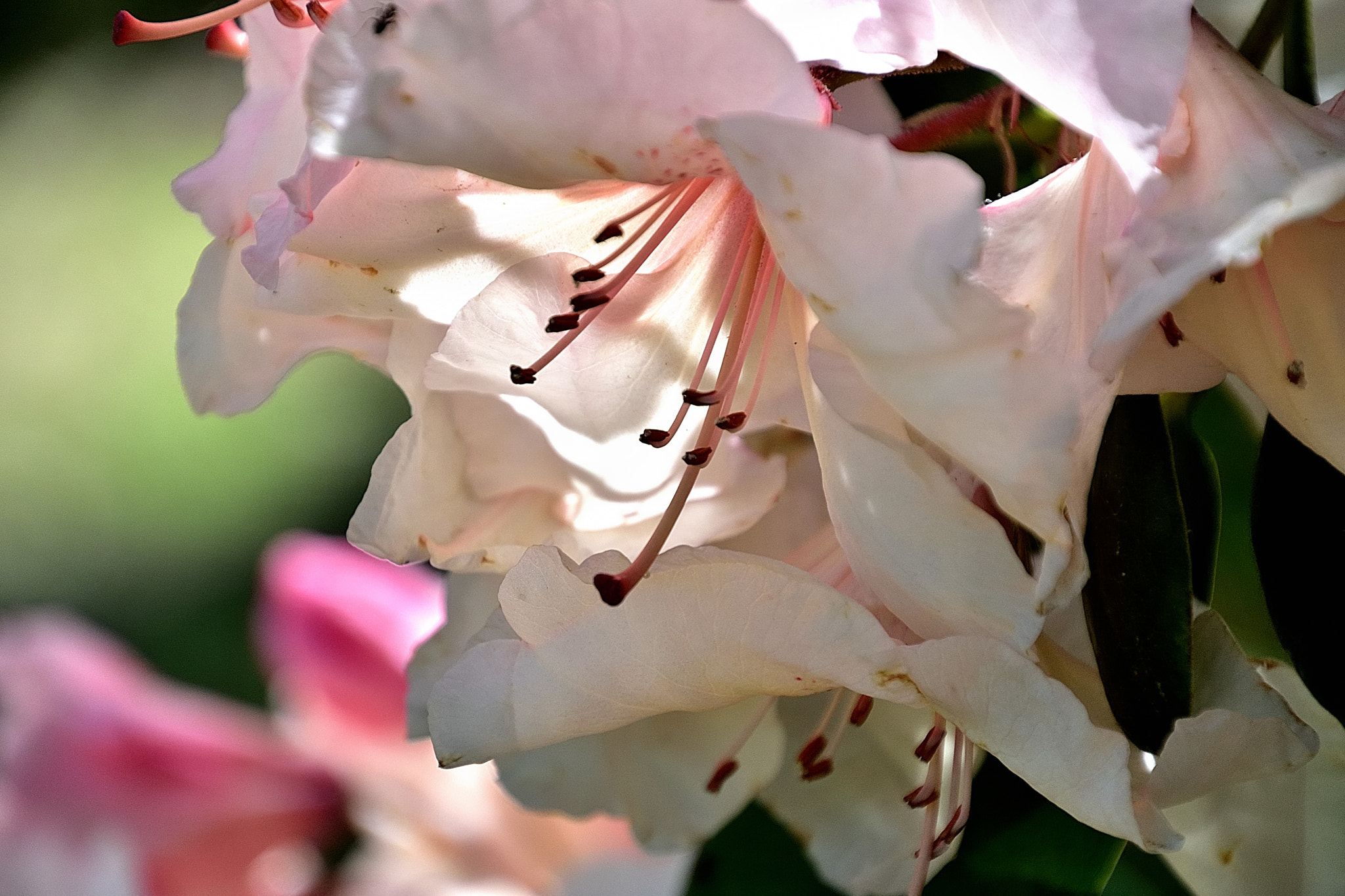 Nikon D3400 sample photo. Dms photography