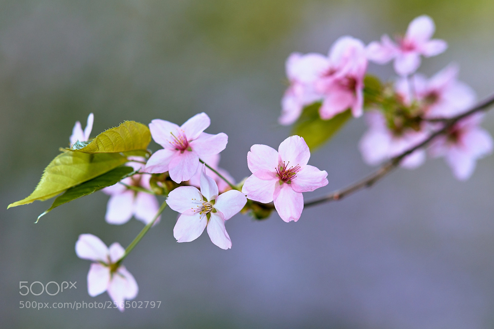Sony Alpha DSLR-A850 sample photo. Sakura in the moscow photography