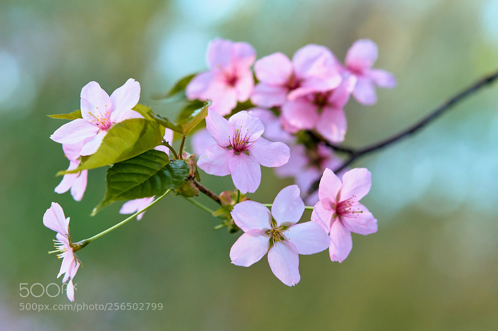 Sony Alpha DSLR-A850 sample photo. Sakura in the moscow photography