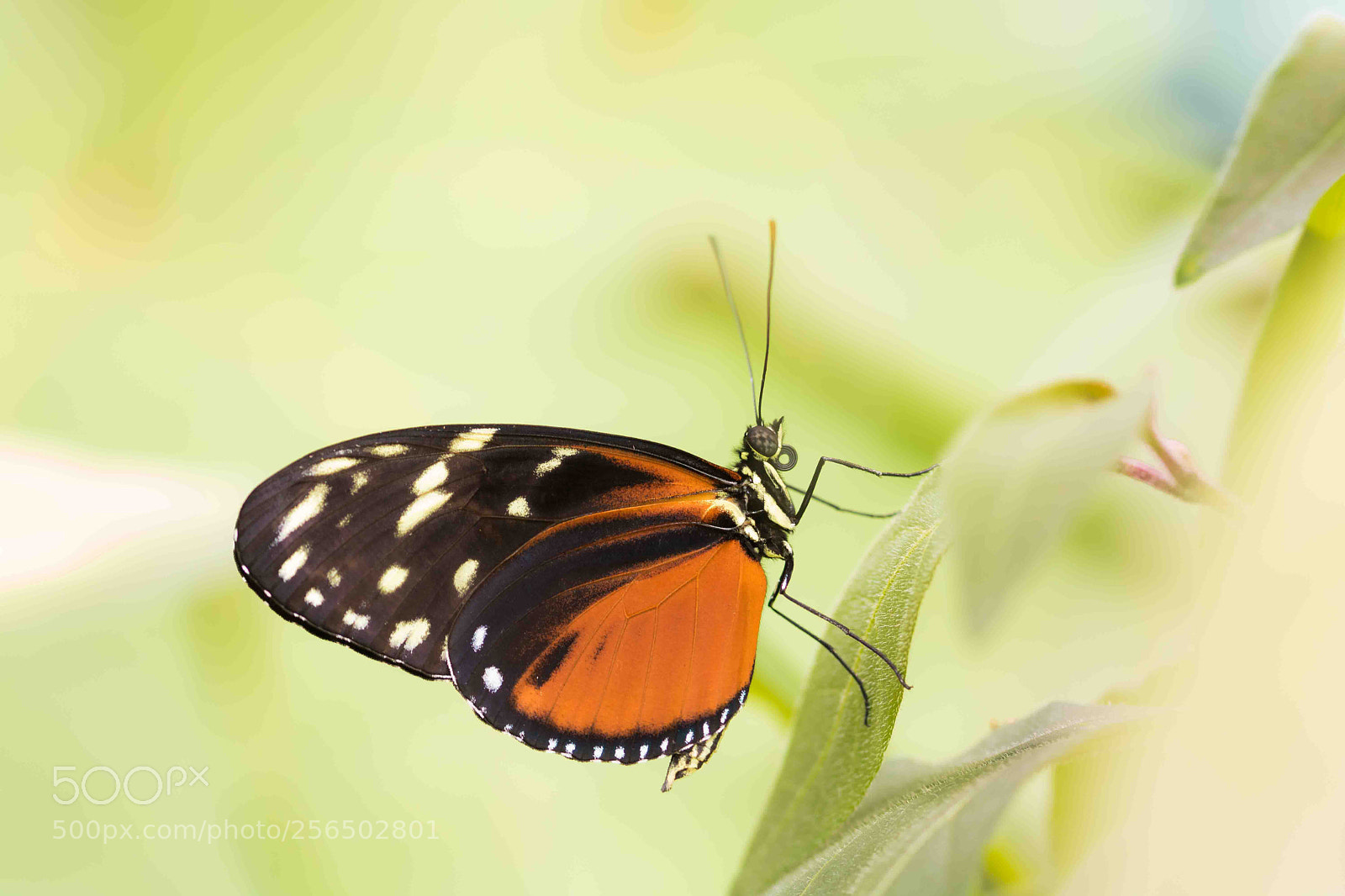 Canon EOS 760D (EOS Rebel T6s / EOS 8000D) sample photo. Heliconius hecale photography