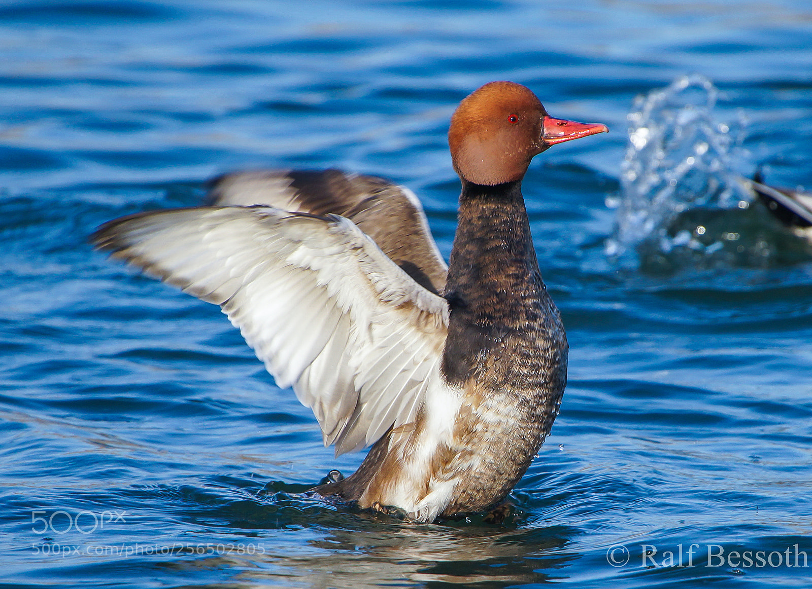 Sony SLT-A99V sample photo. Duck photography