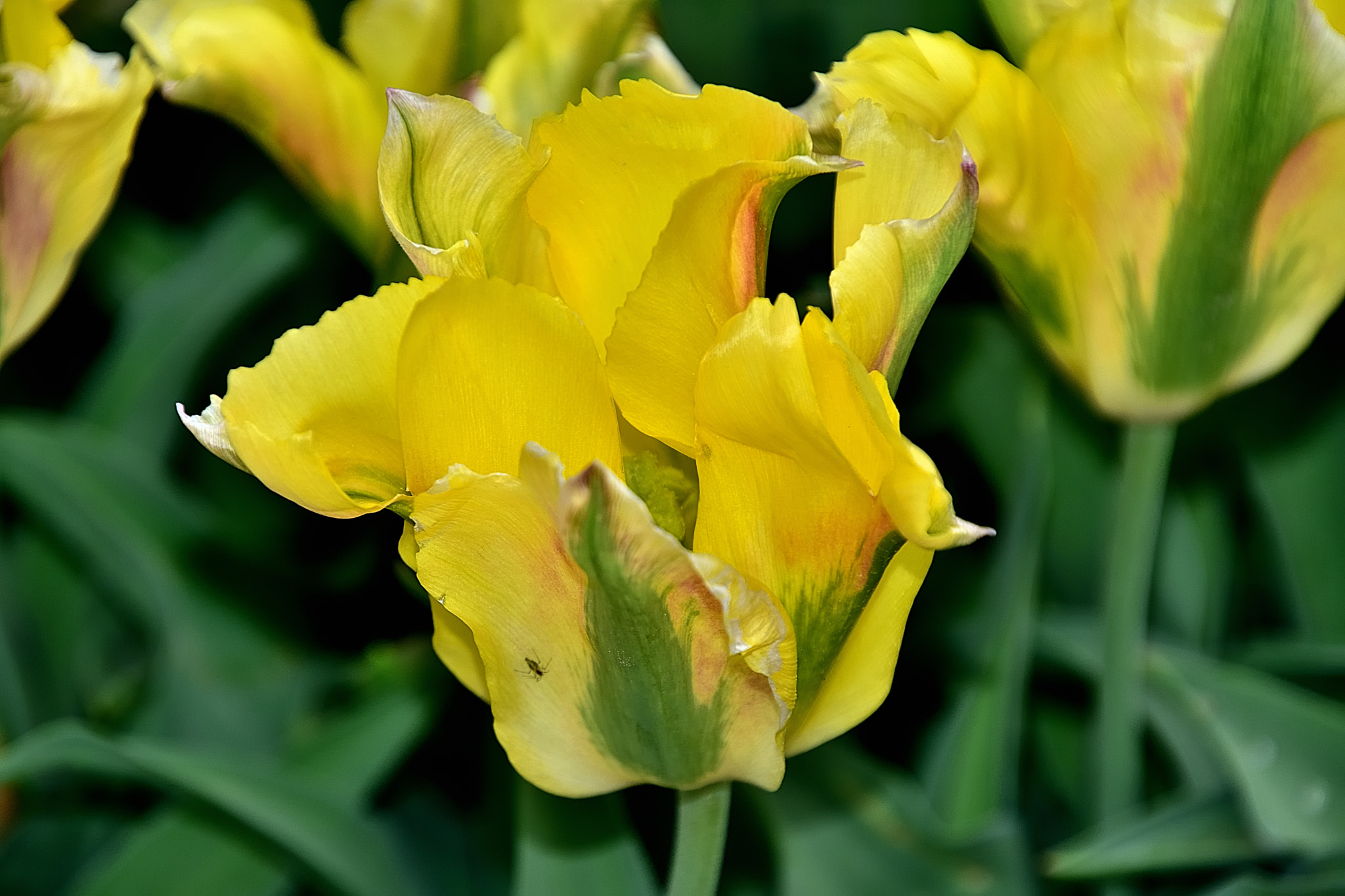 Nikon D3400 sample photo. Dms photography