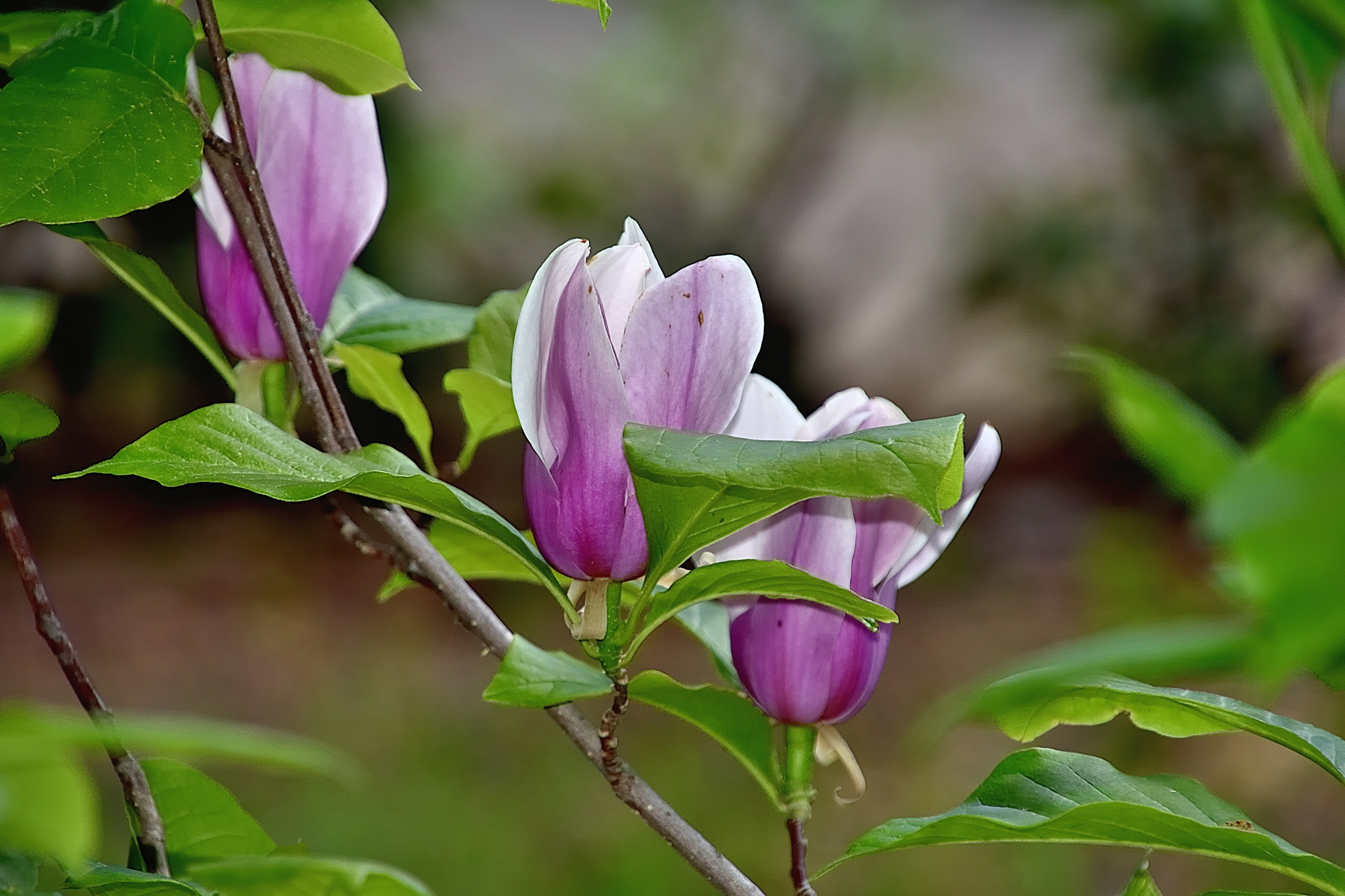 Nikon D3400 sample photo. Dms photography