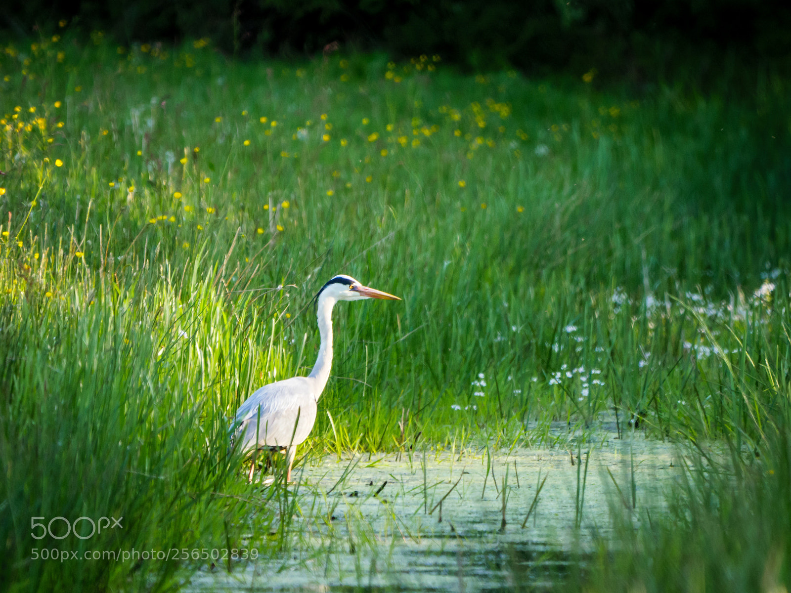 Panasonic Lumix DMC-GX8 sample photo. Heron in the sun photography