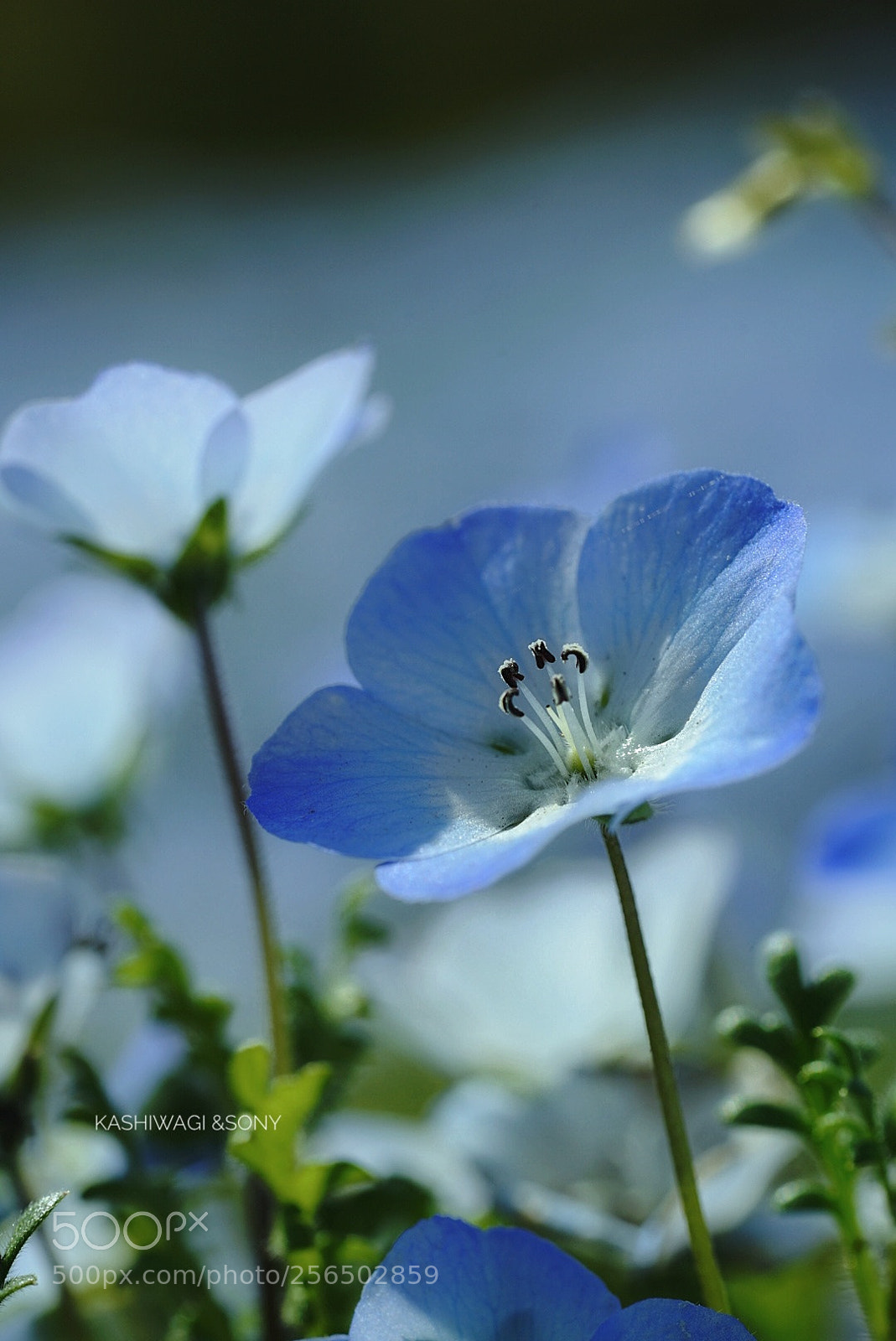 Sony a7 II sample photo. Blue blue blue ? photography