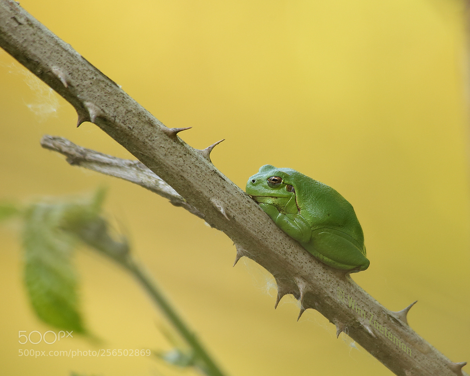 Canon EOS 6D sample photo. Tree frog photography
