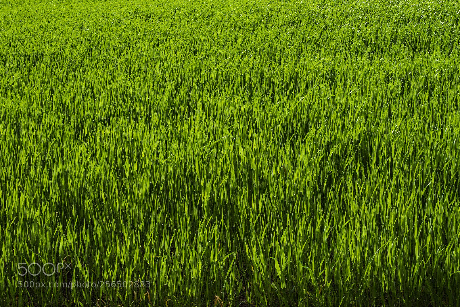 Olympus PEN-F sample photo. Grass, just a photo photography