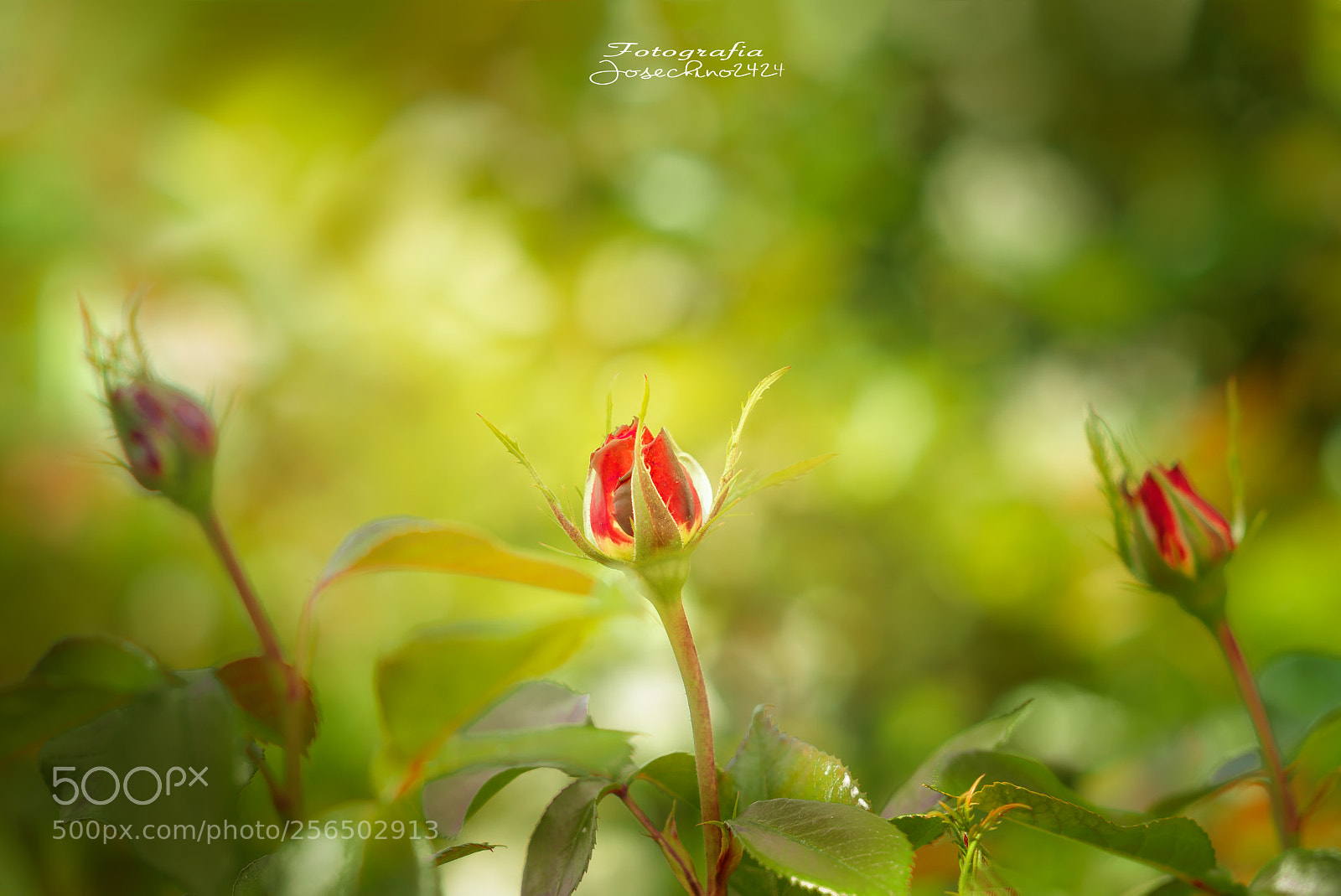 Nikon D600 sample photo. Renacer.... photography