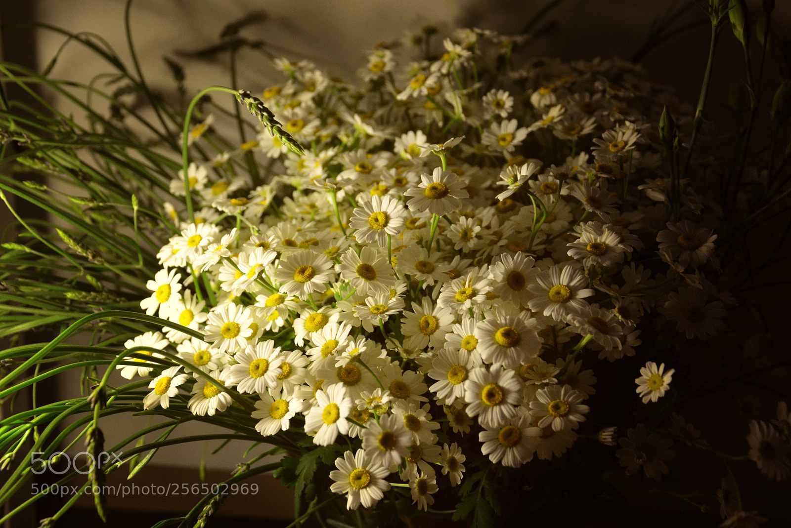 Nikon D5100 sample photo. Papatya photography