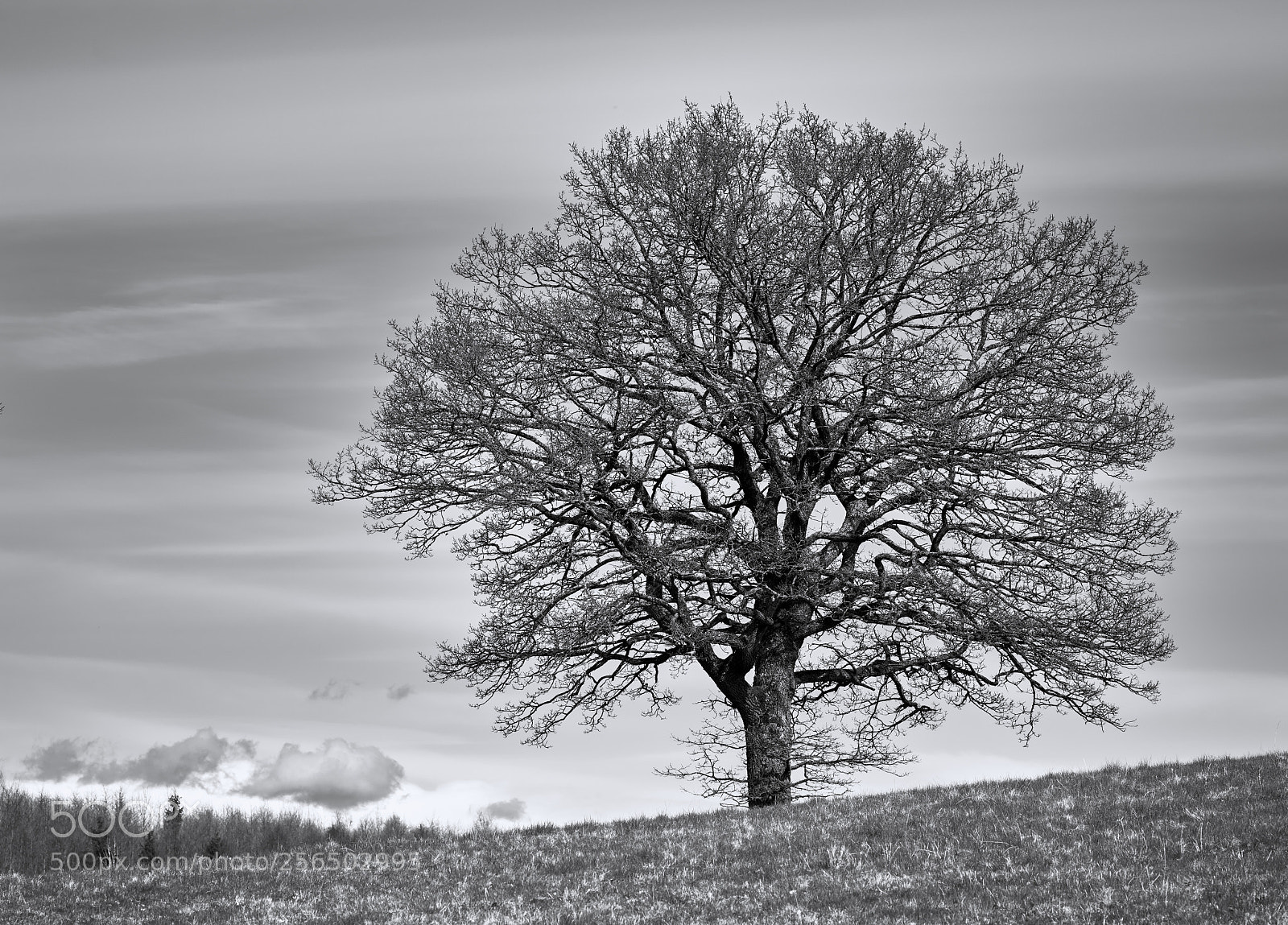 Nikon D810 sample photo. Oak tree, rm photography
