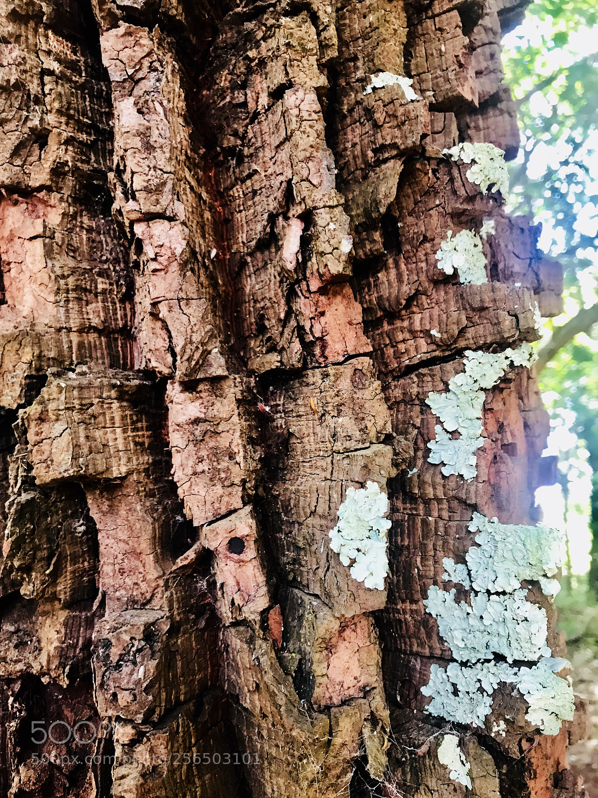 Apple iPhone 7 Plus sample photo. Tree photography