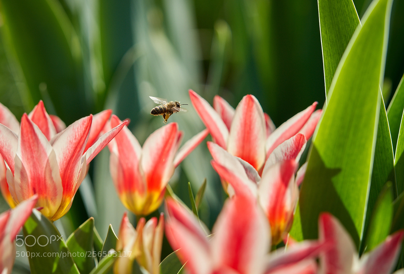 Sony a99 II sample photo. полосатые тюльпаны photography