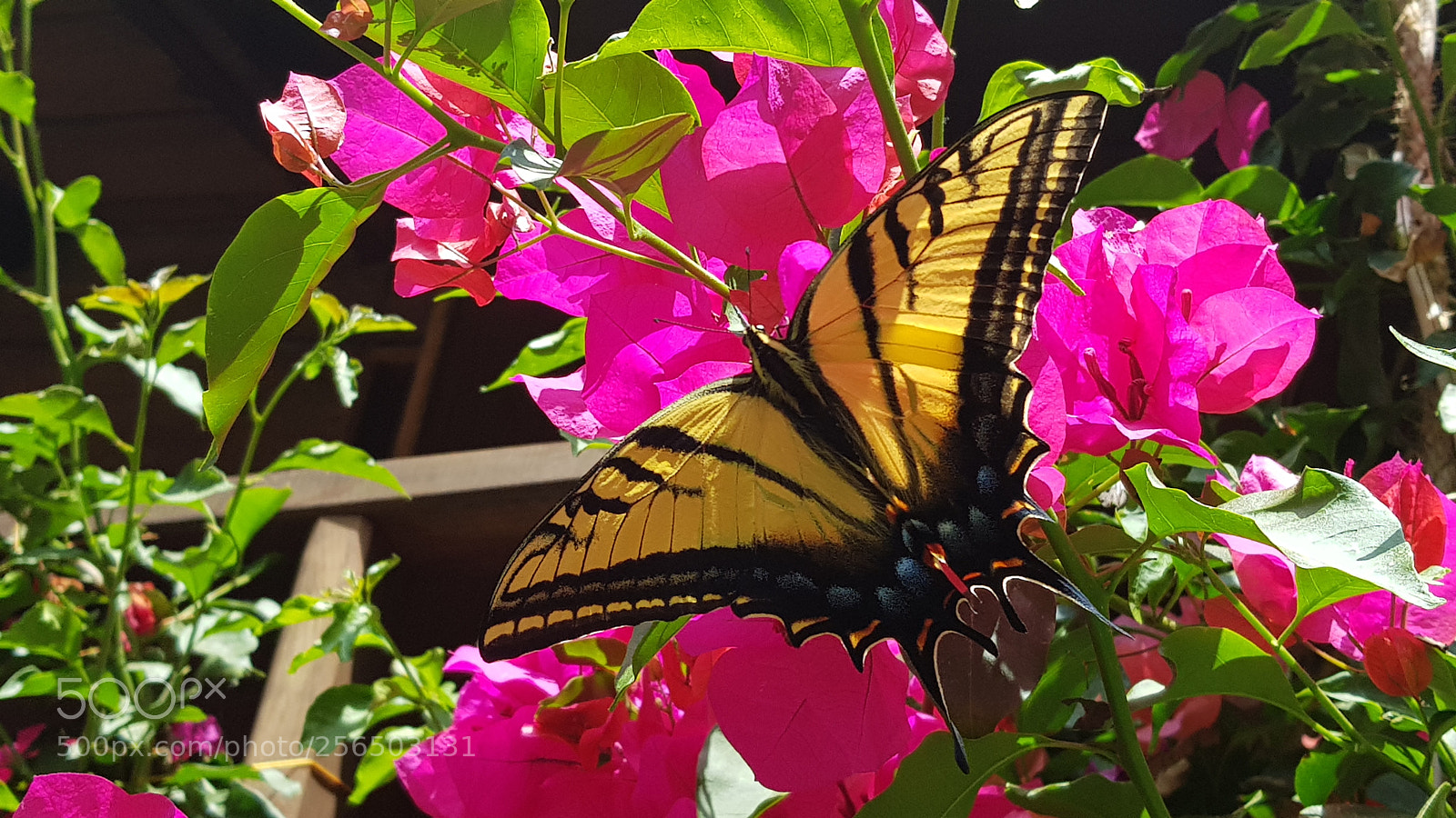 Samsung Galaxy S8+ sample photo. Life in color photography