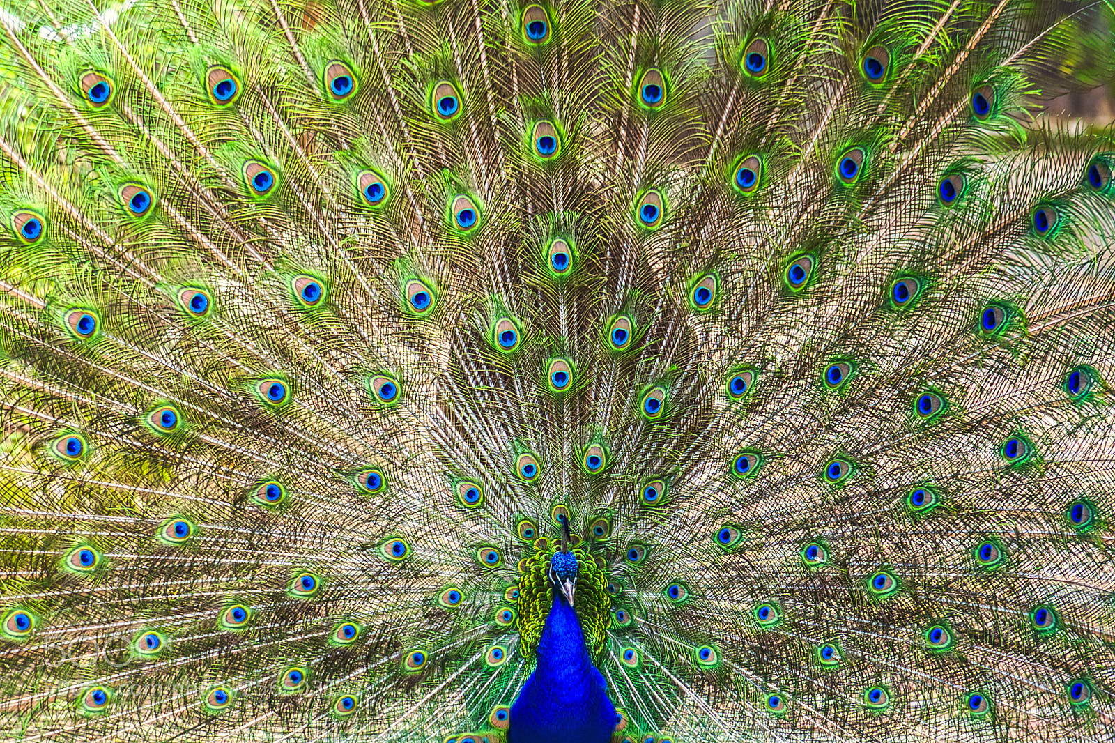 Canon EOS 5D Mark II sample photo. Peacock photography