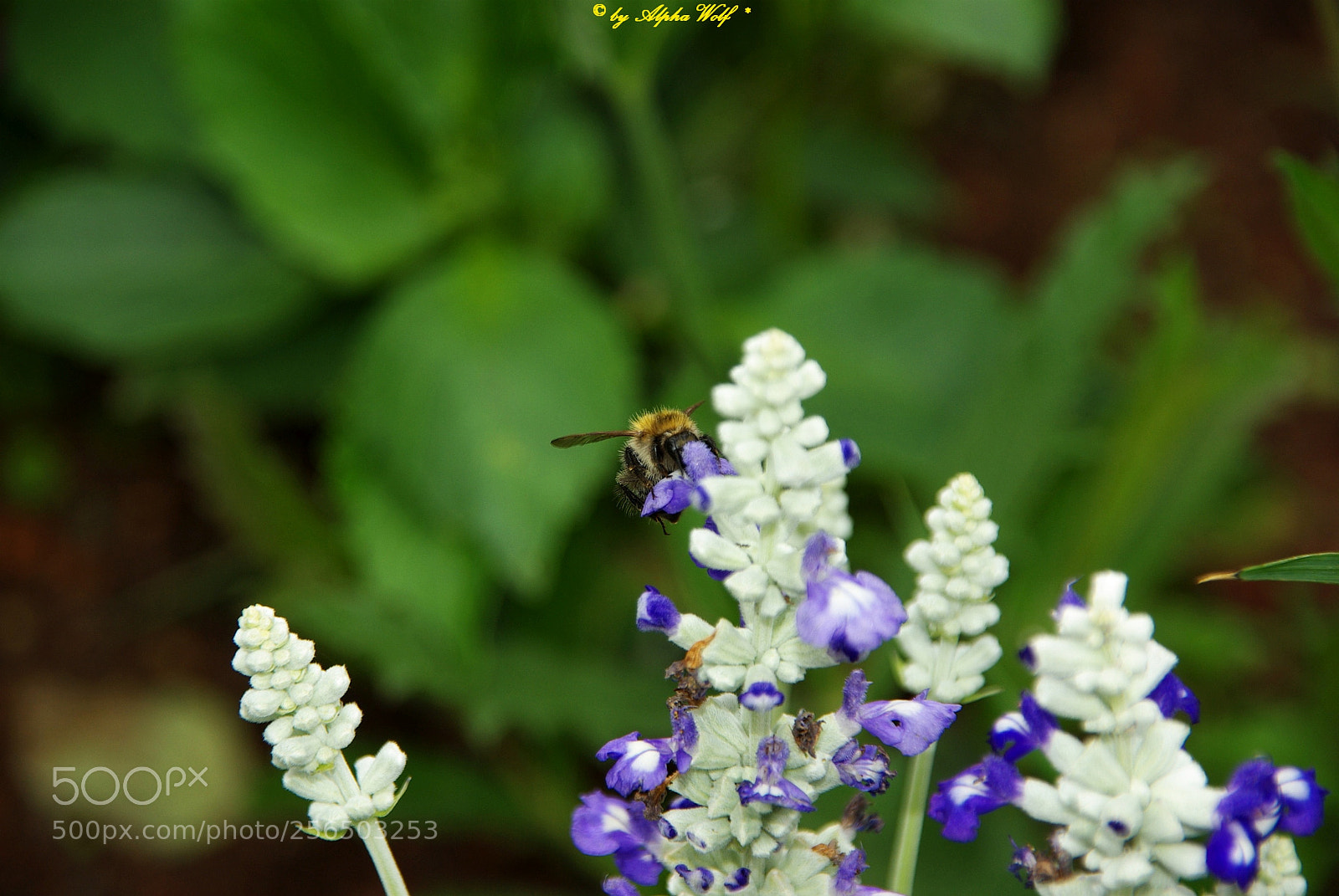 Pentax K10D sample photo. Bee photography