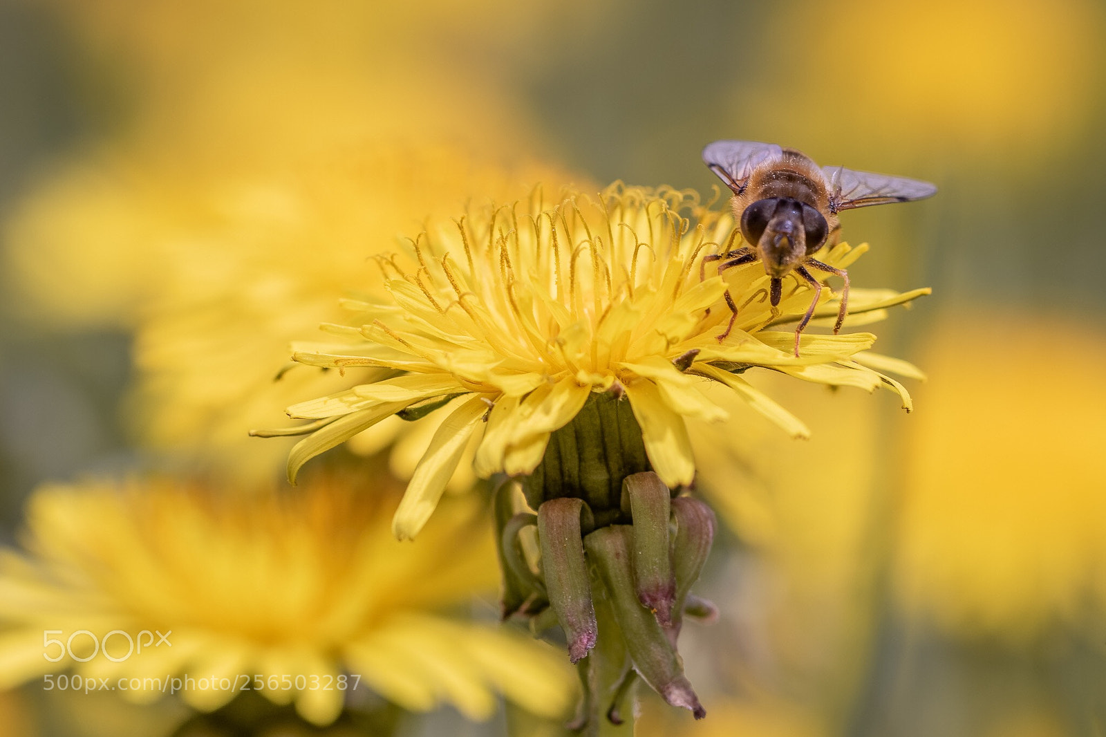 Canon EOS 7D Mark II sample photo. Fly photography