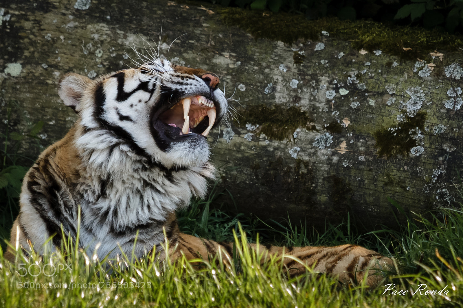 Canon EOS 7D sample photo. Tigre photography