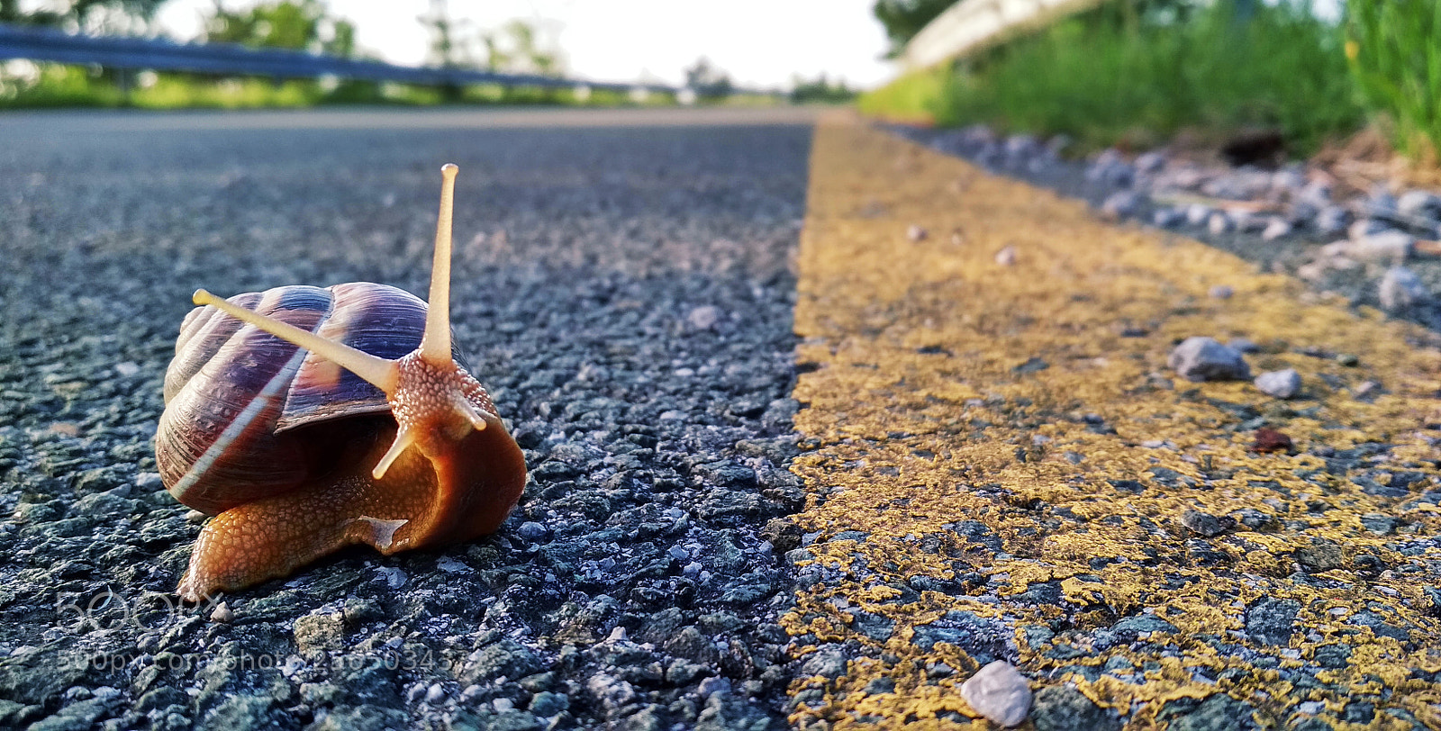 Xiaomi Redmi 4X sample photo. Snail photography