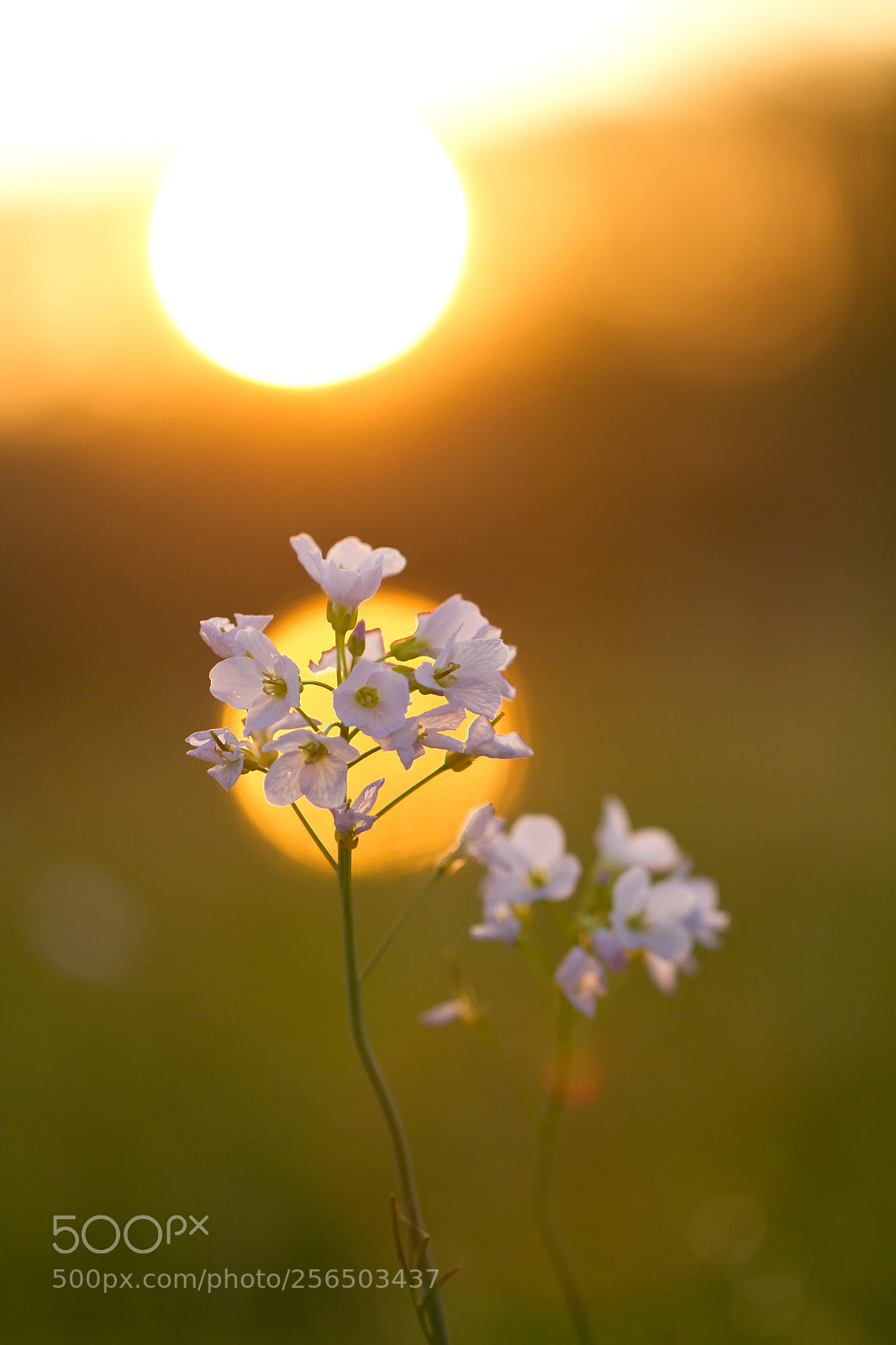 Canon EOS 7D sample photo. Pimksterbloem photography