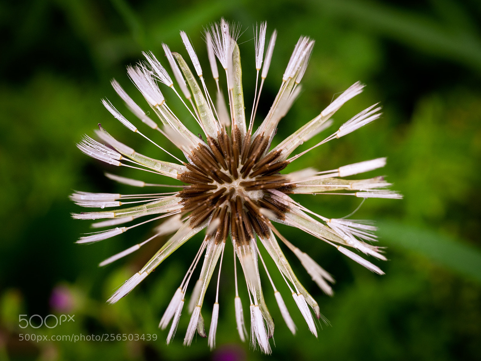 Olympus OM-D E-M1 Mark II sample photo. Dandelion photography